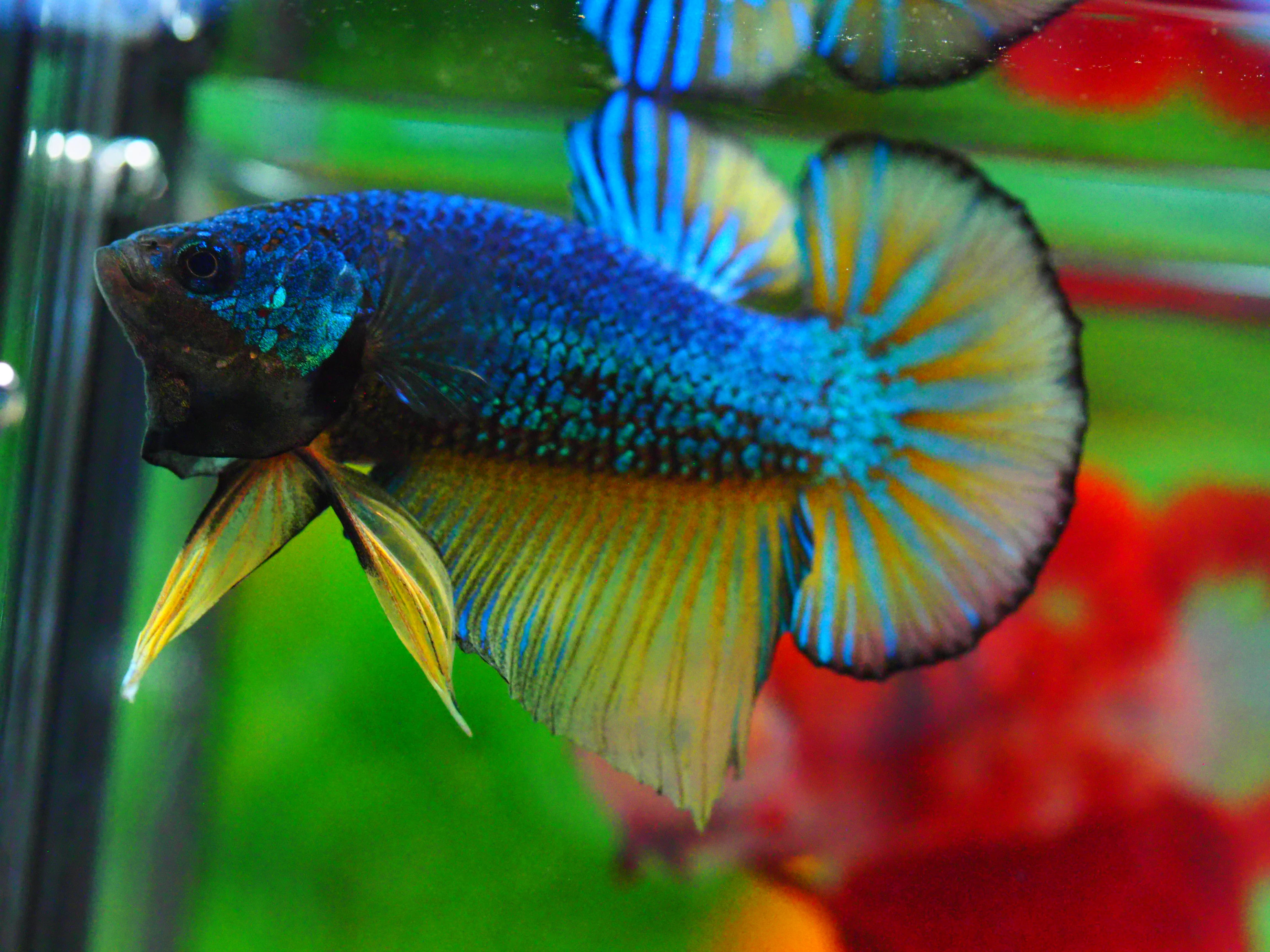 HMPK FANCY MALE GRADE A +++