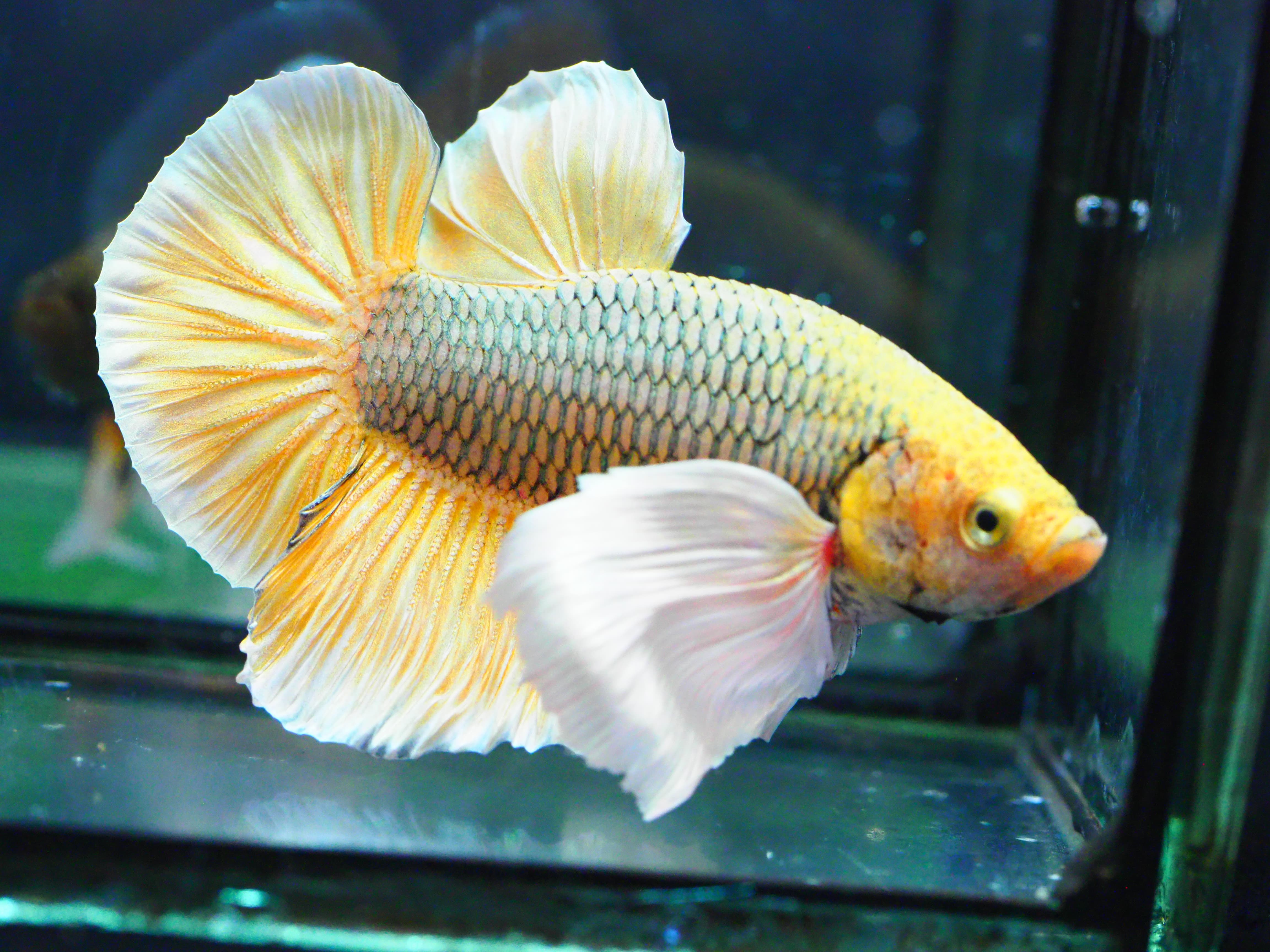 HMPK DUMBO MALE GRADE A +++