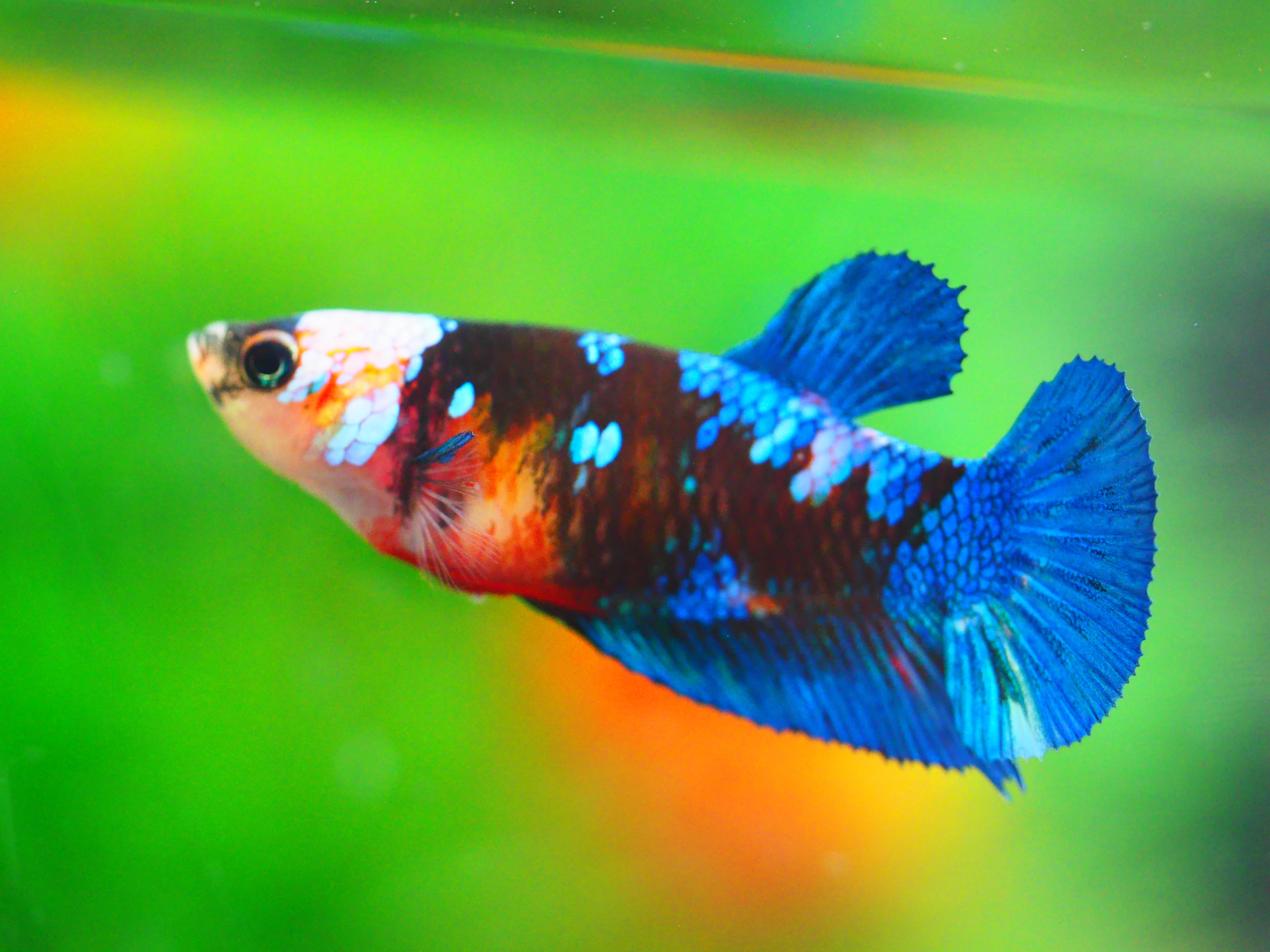 HMPK KOI GLAXY GRADE A++ FEMALE