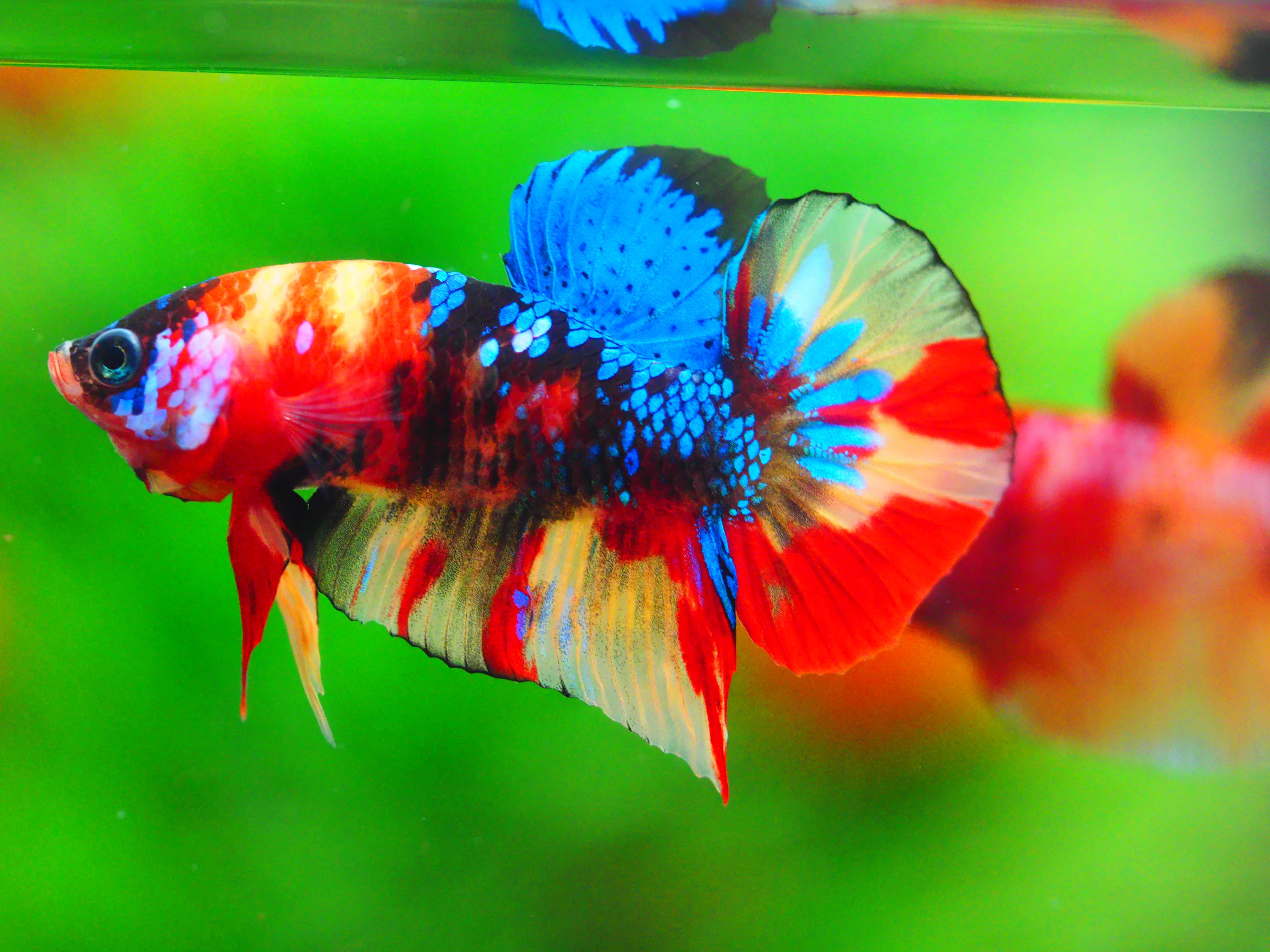 HMPK NEMO GALAXY MALE GRADE A +++