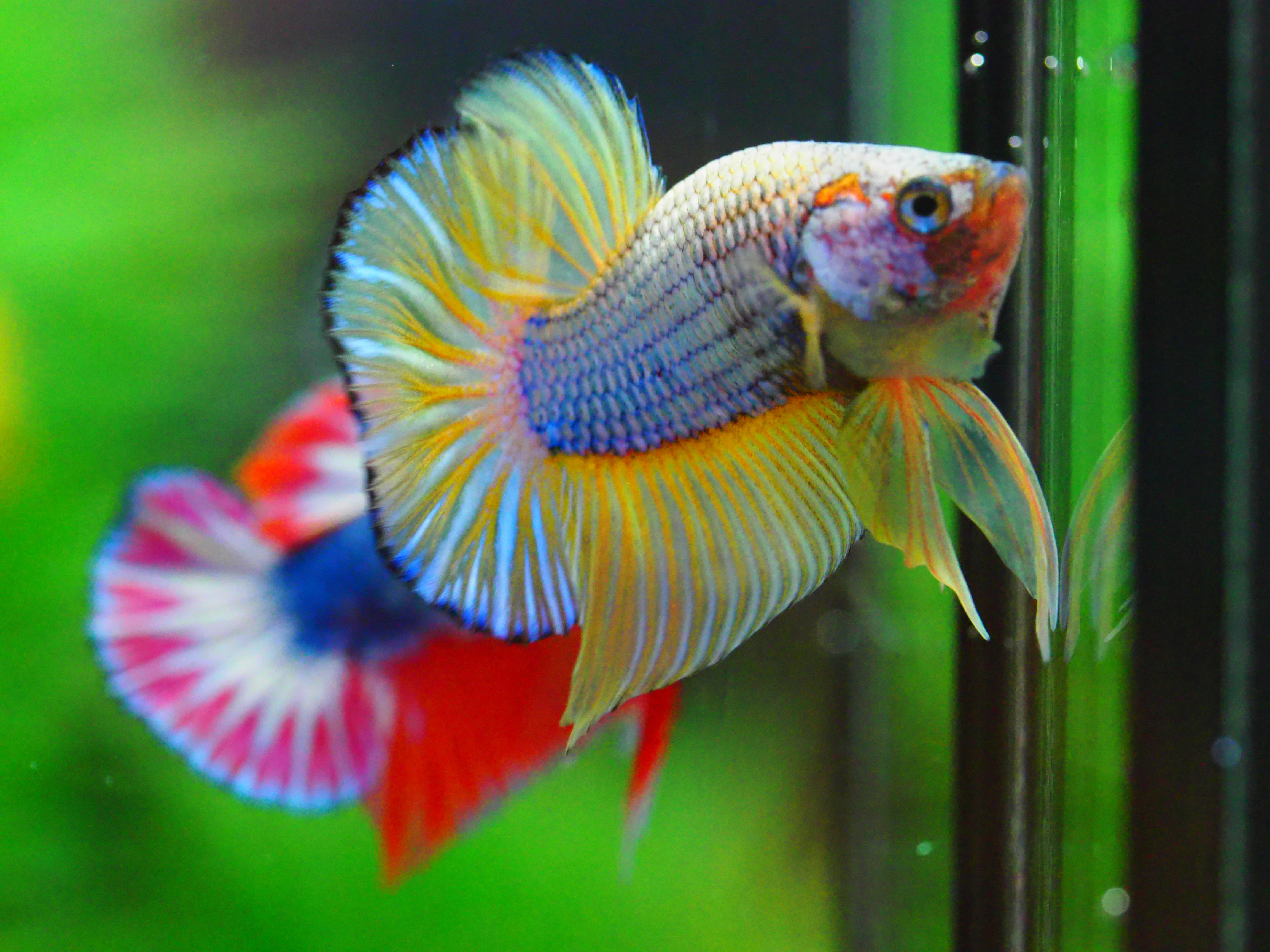 HMPK FANCY MALE GRADE A +++