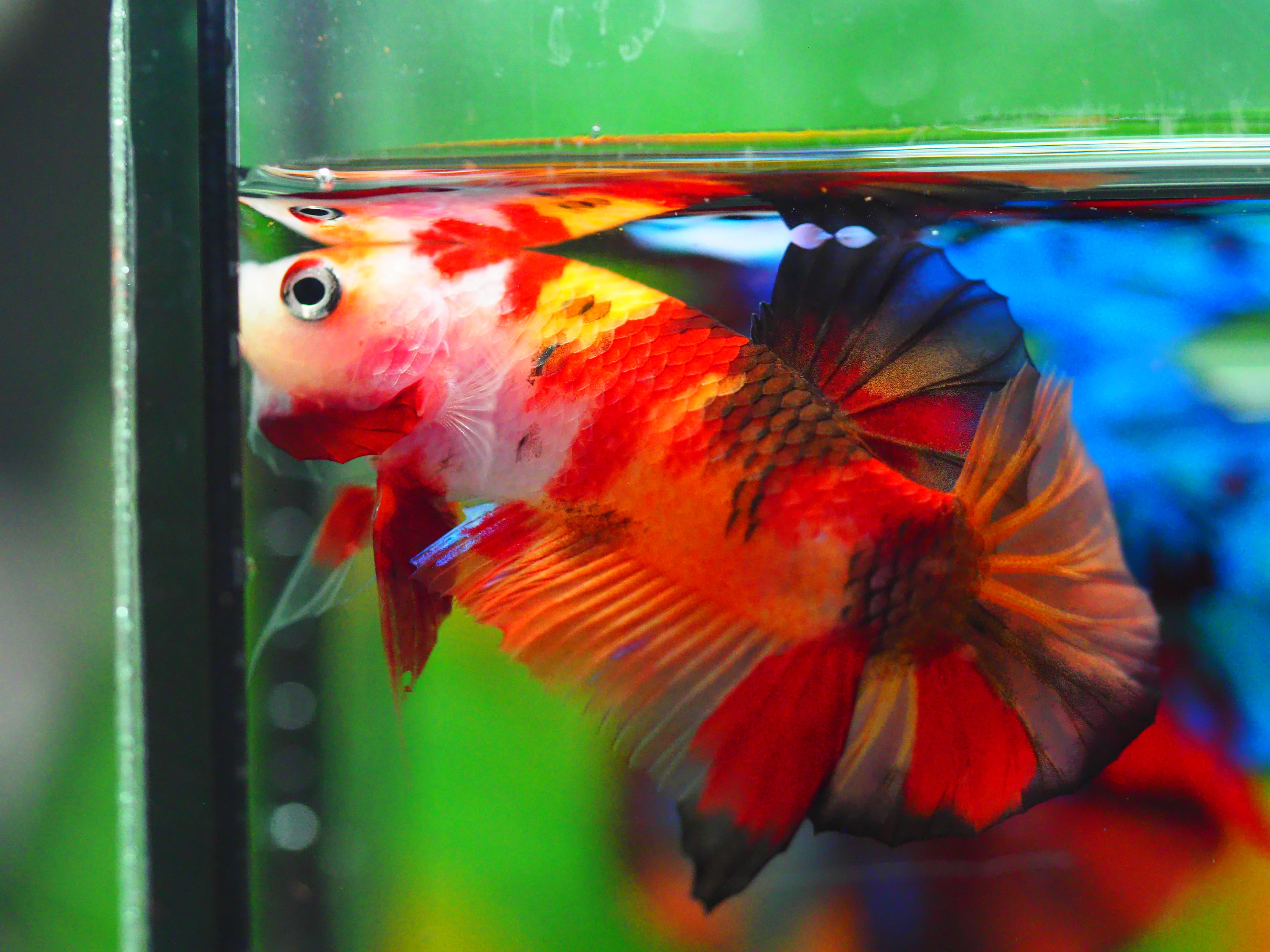 HMPK NEMO MALE GRADE A +++