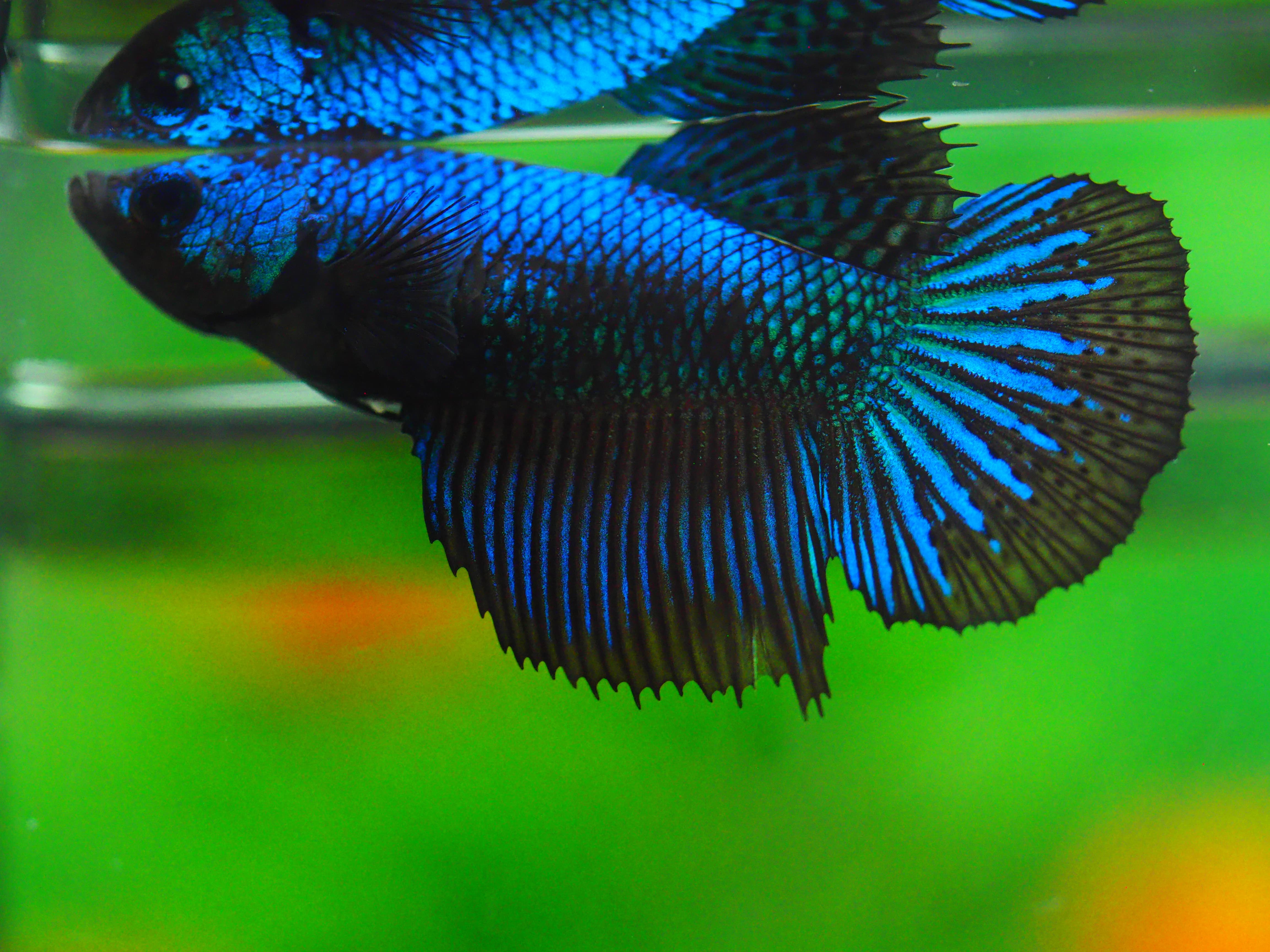 HM FANCY FN MALE GRADE A +++