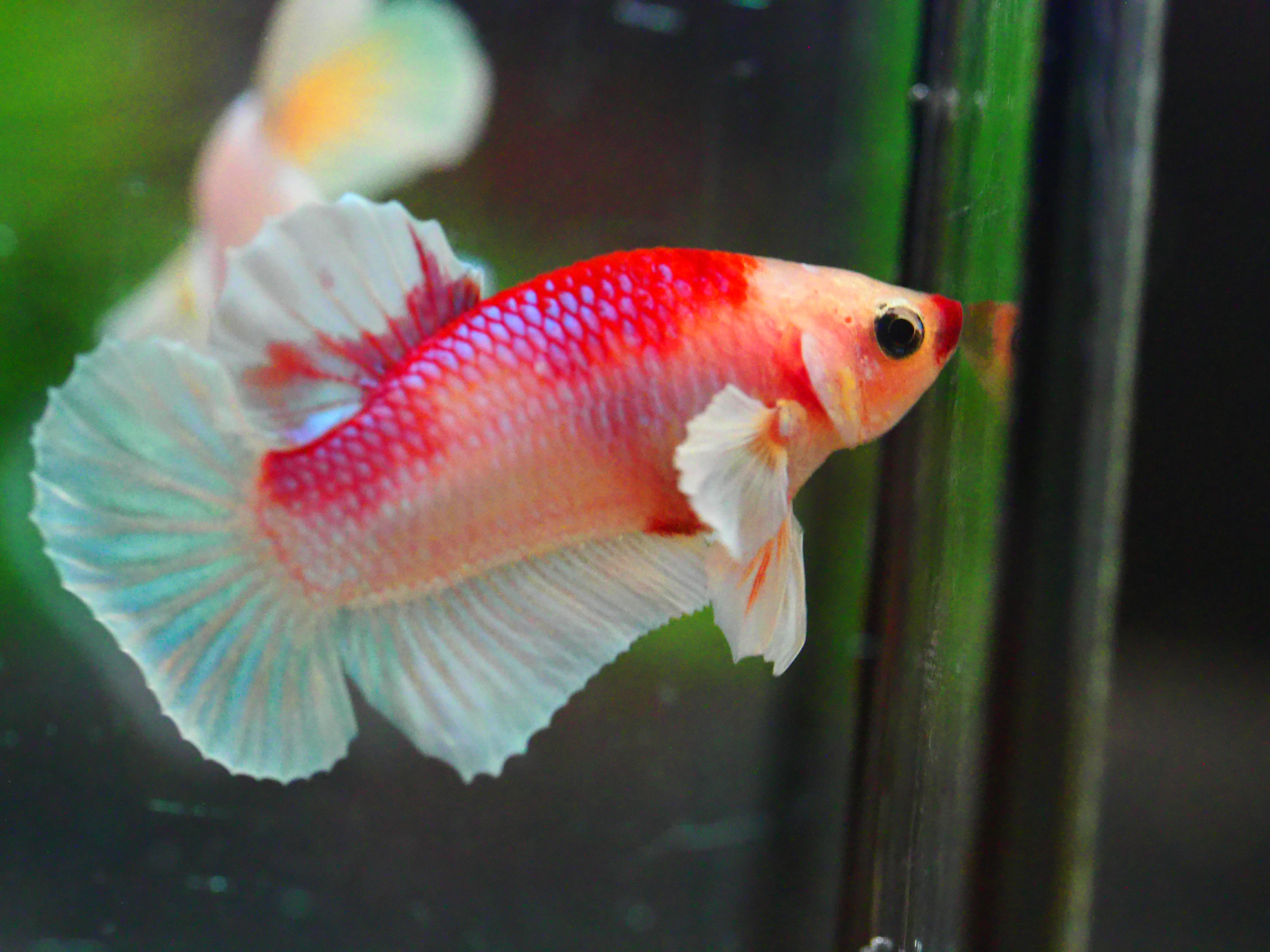 HMPK DUMBO MALE GRADE A +++