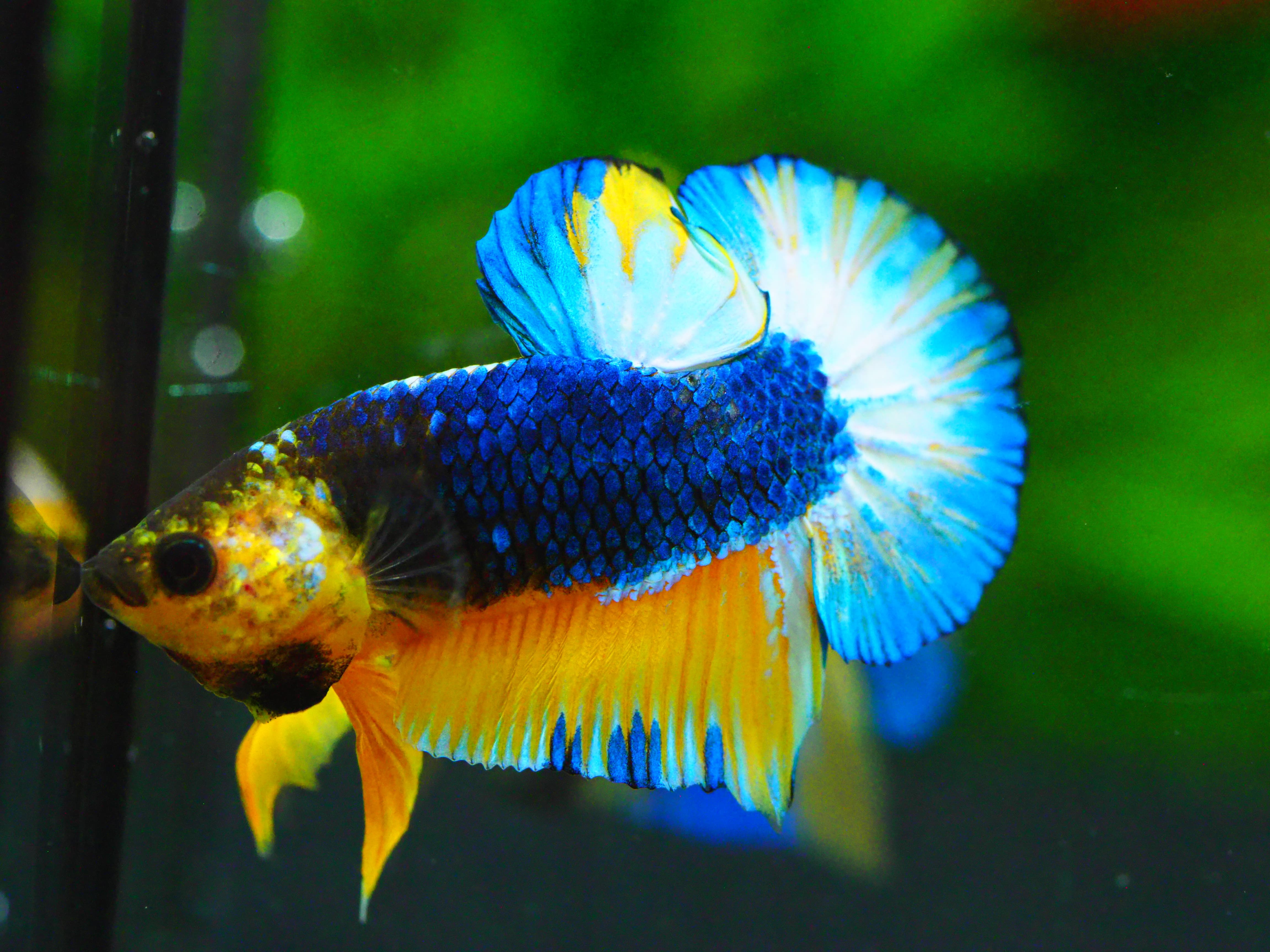 HMPK HELL YELLOW MALE GRADE A +++