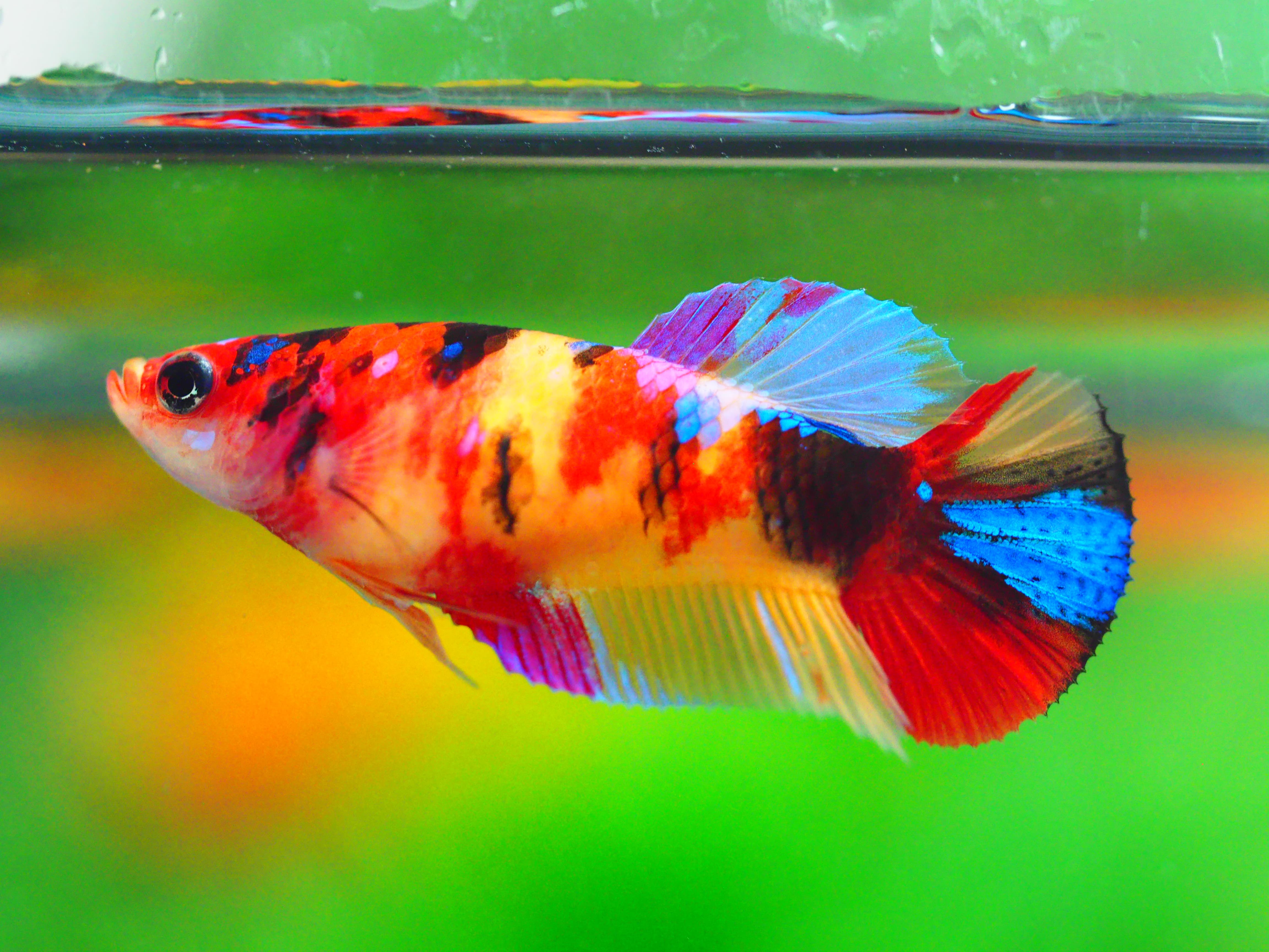 HMPK NEMO GALAXY FNMALE GRADE A +++