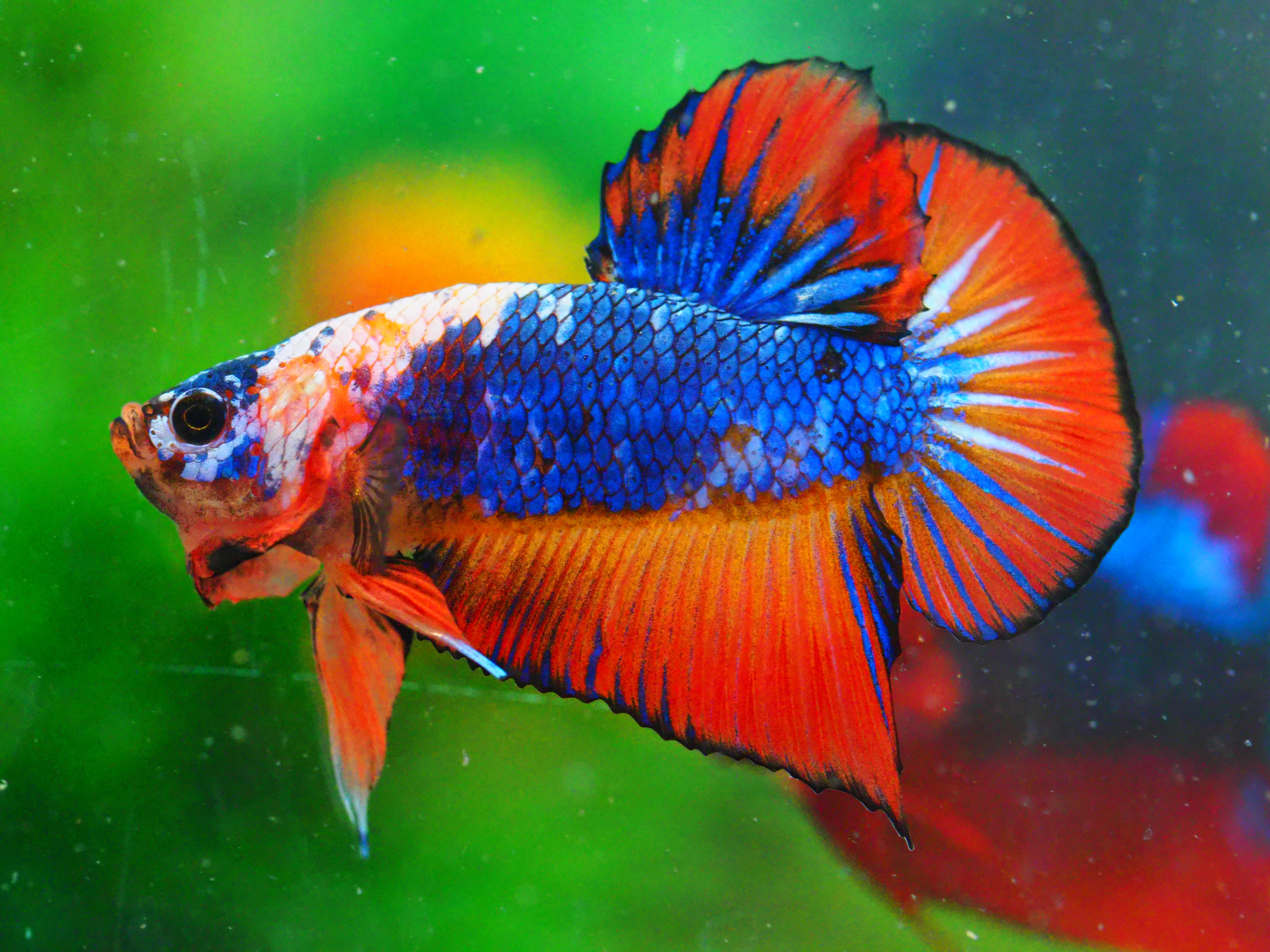 HMPK FANCY MALE GRADE A +++