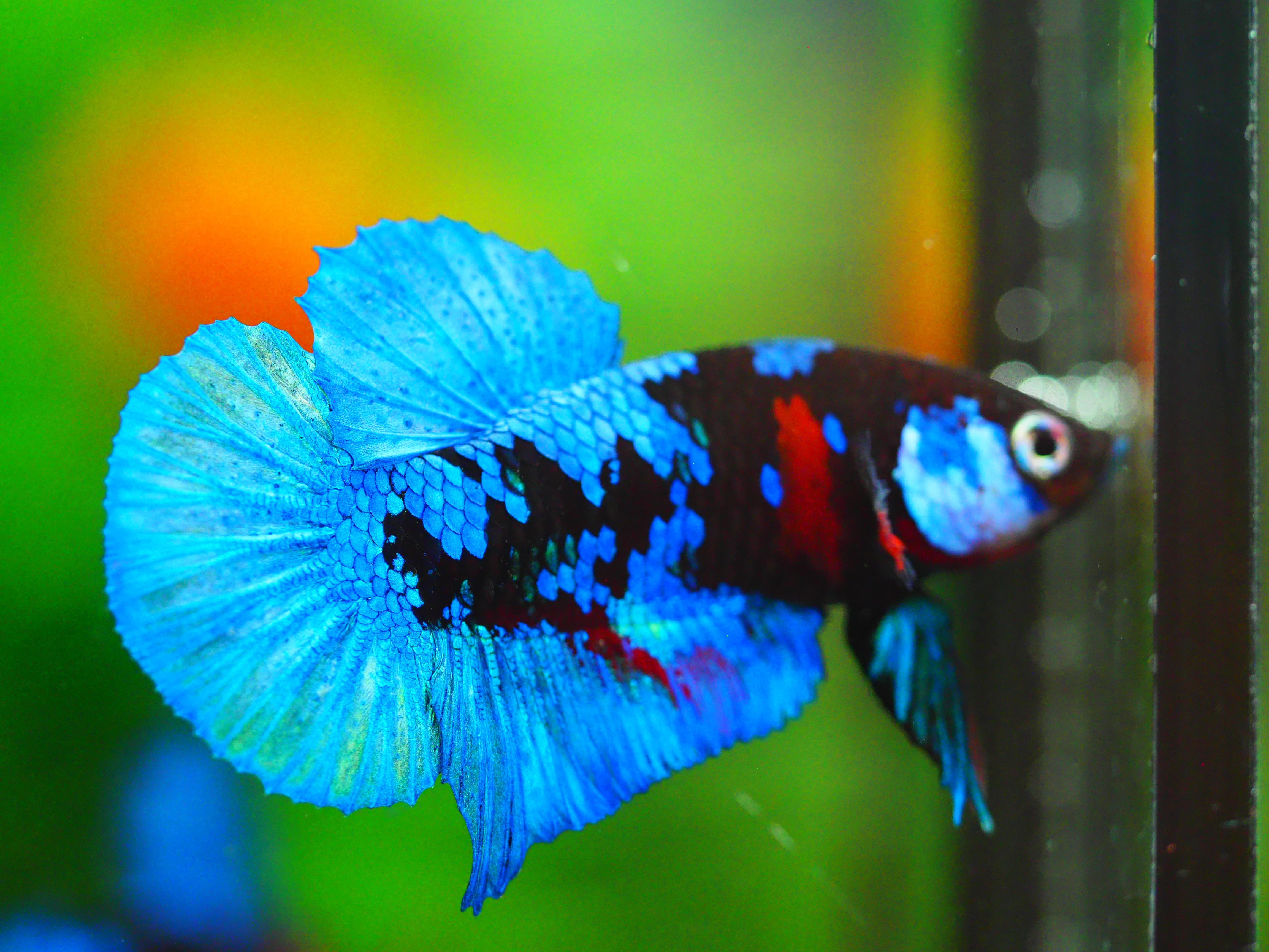 HMPK KOI GALAXY MALE GRADE A +++