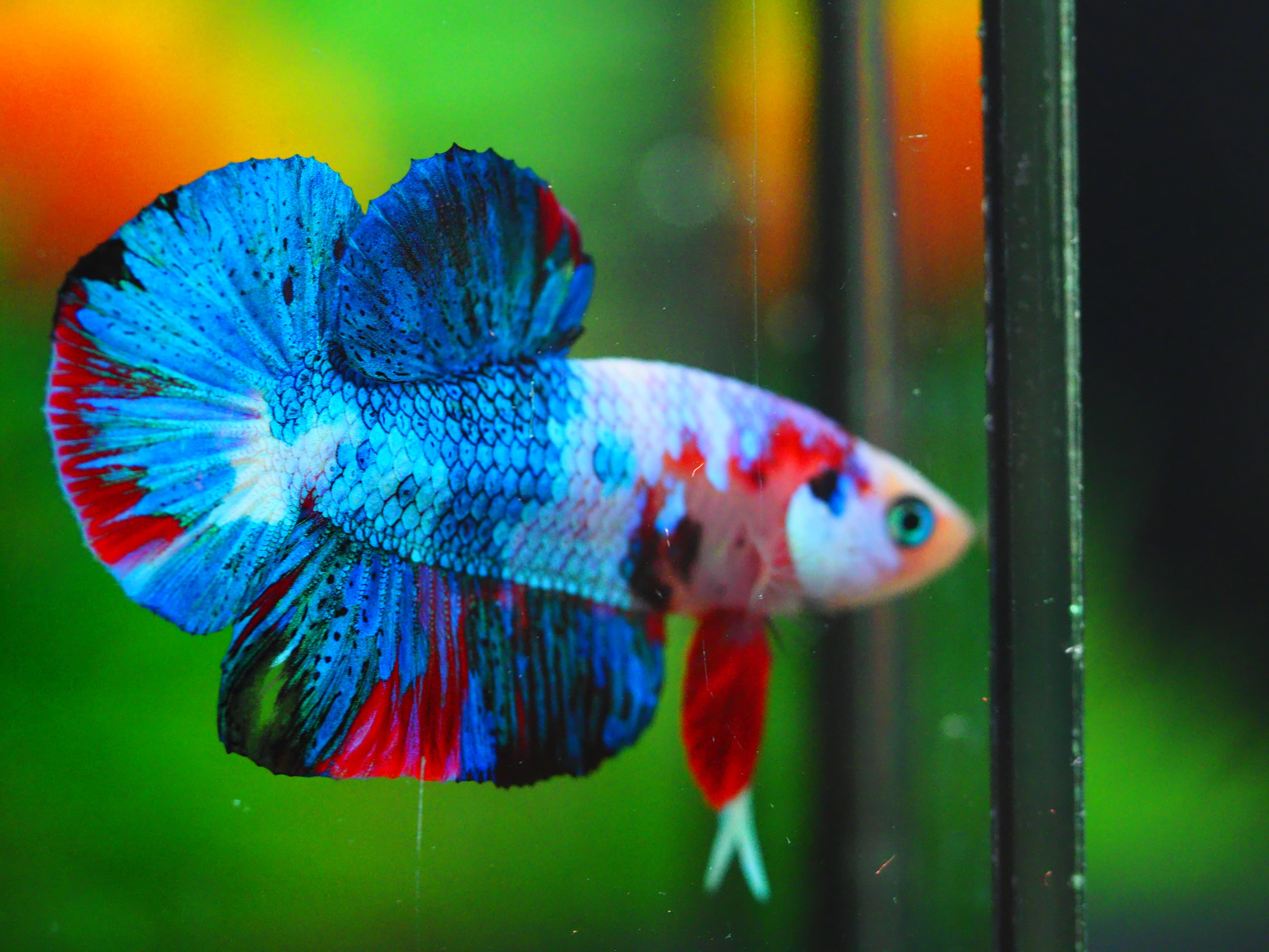 HMPK KOI GALAXY MALE GRADE A+++ ปลาเด็ก