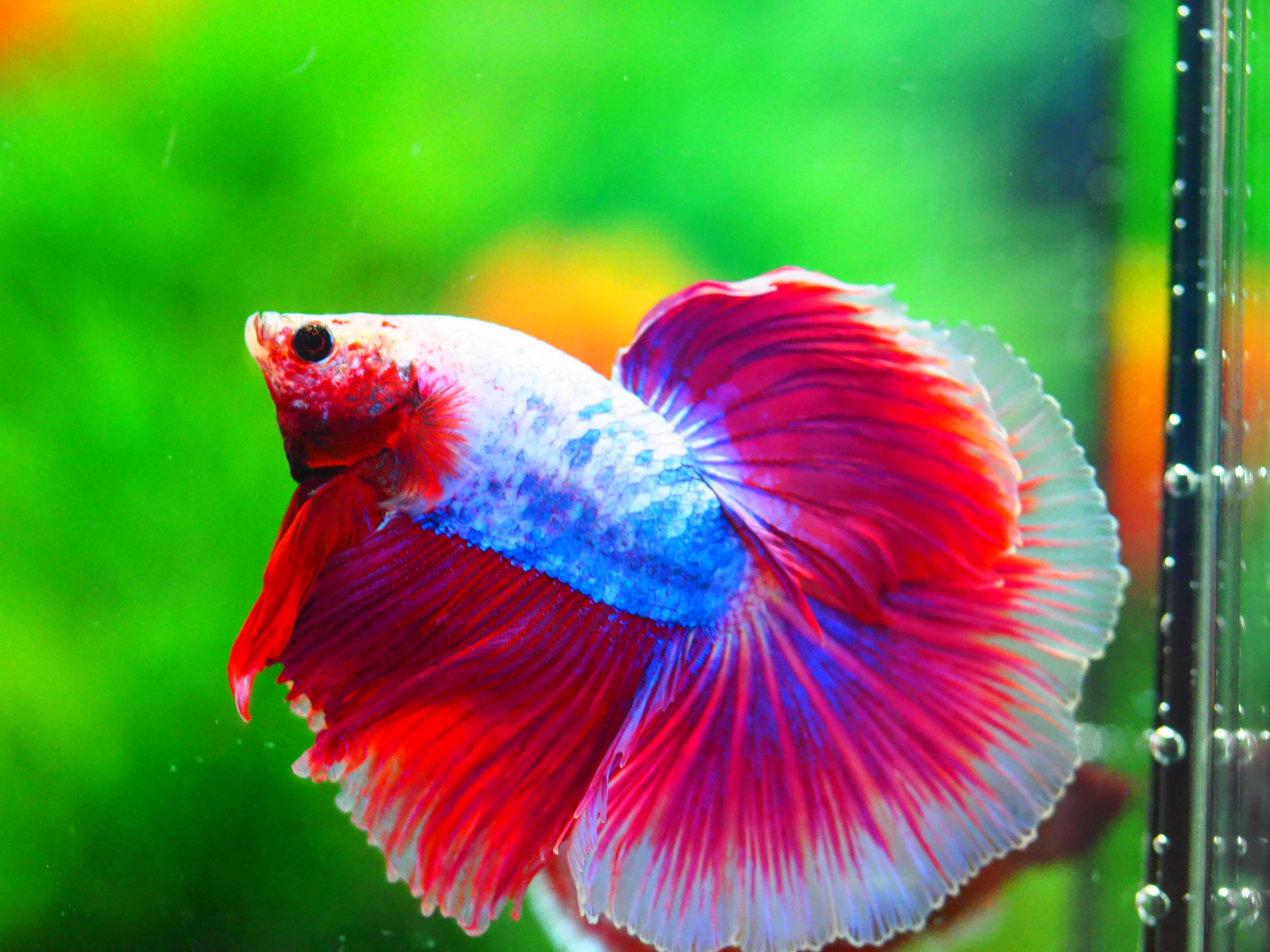 HM FANCY MALE GRADE A +++