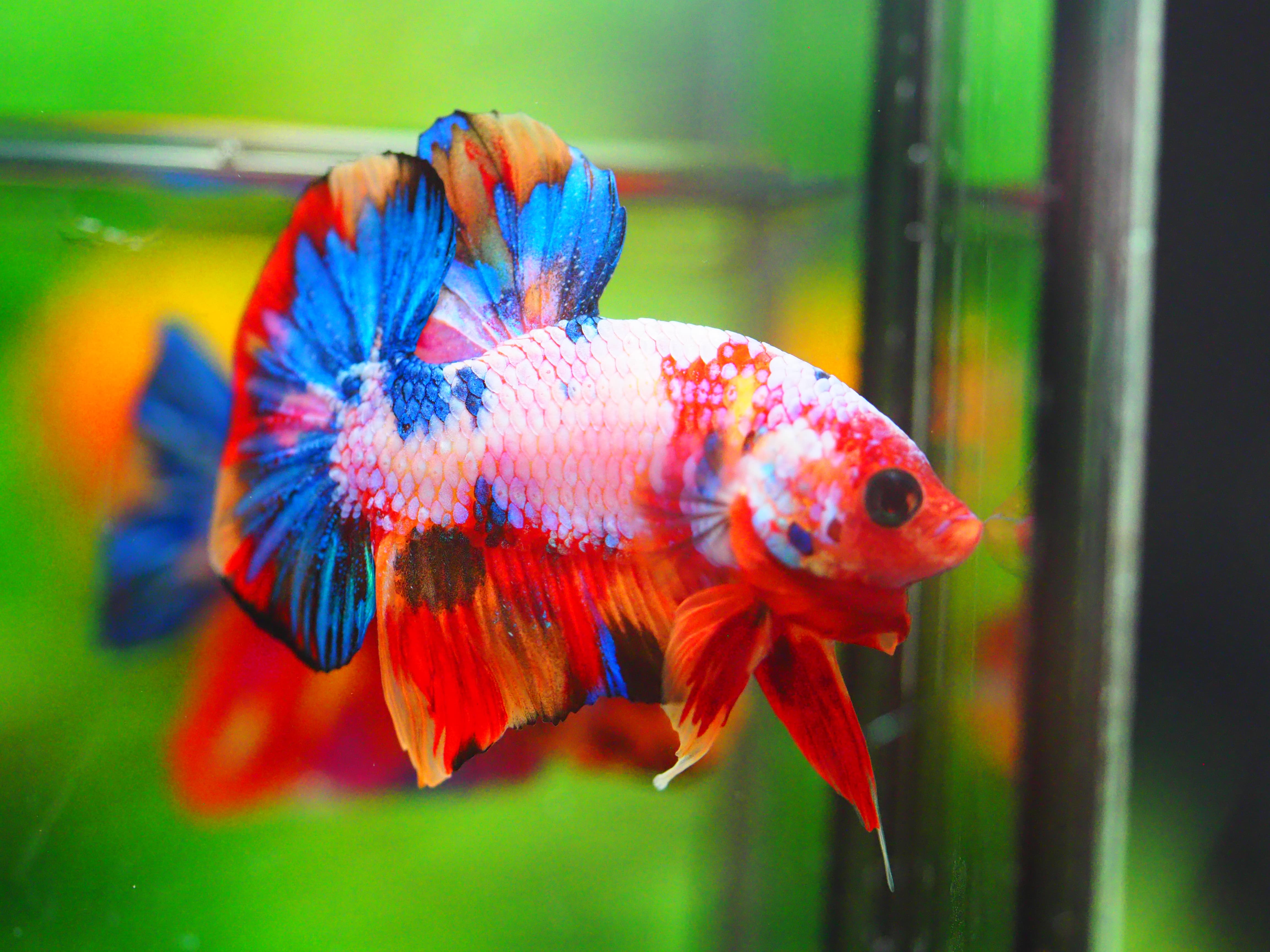 HMPK CANDY MALE GRADE A +++