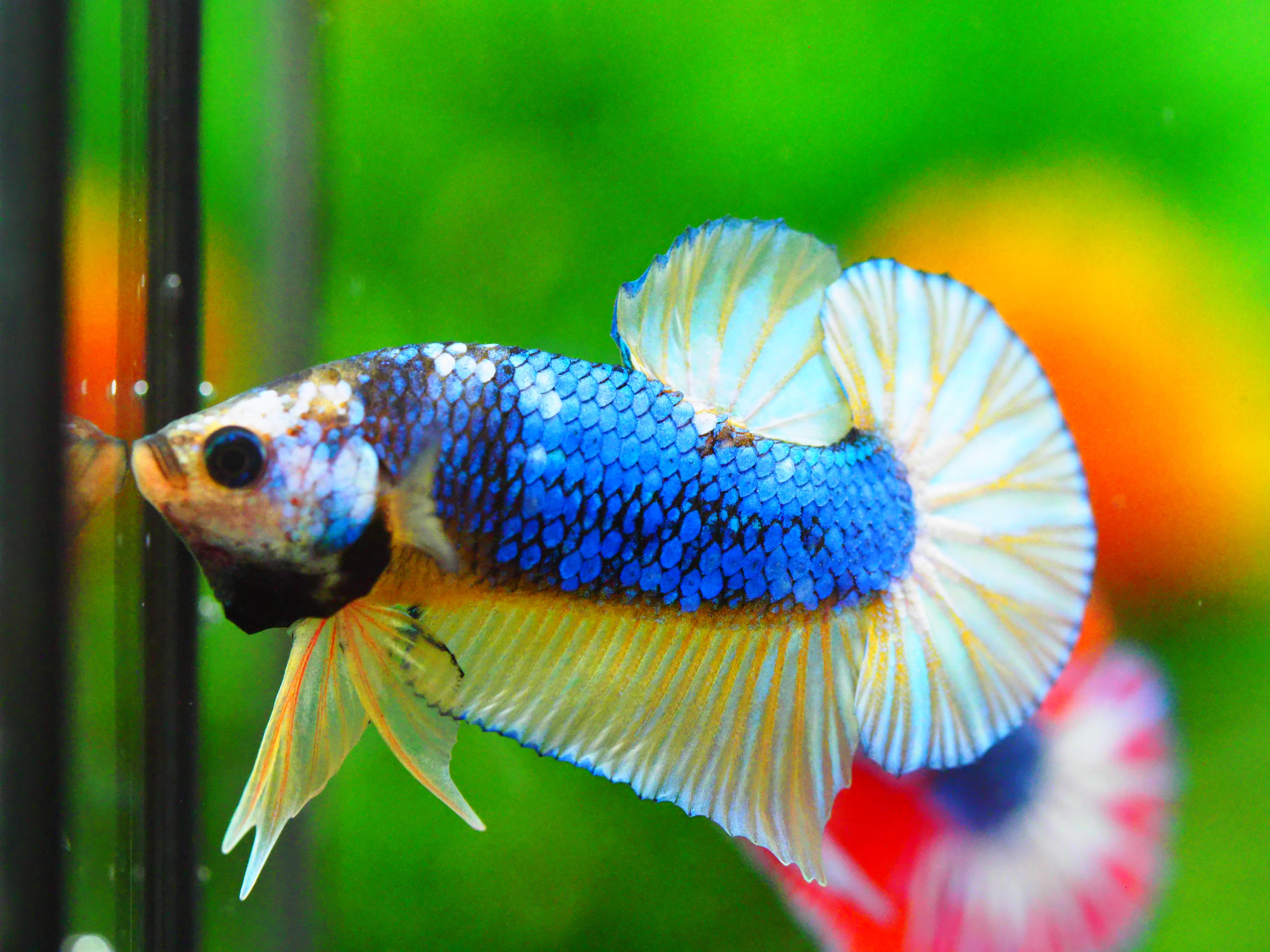 HMPK FANCY MALE GRADE A +++