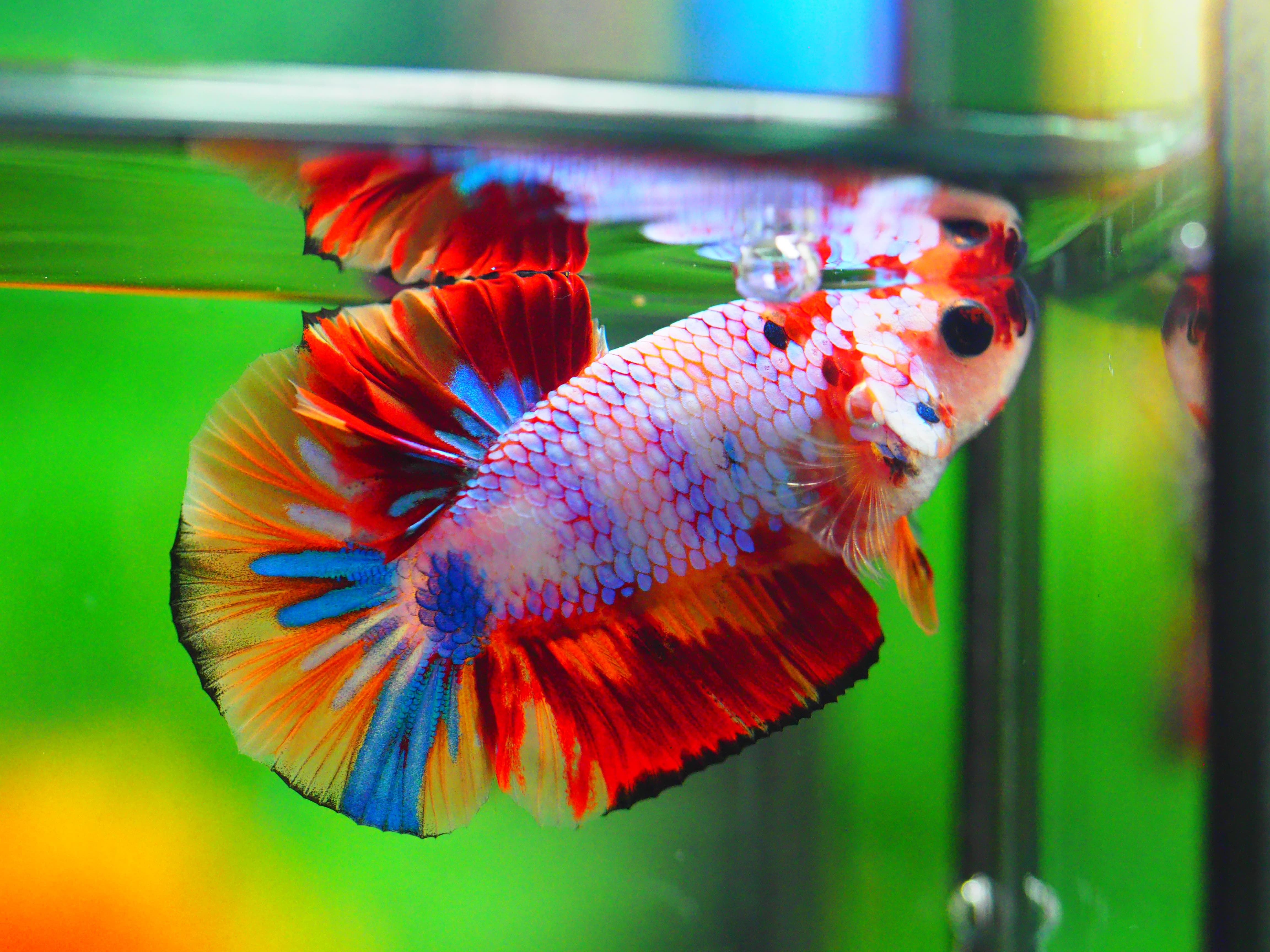 HMPK NEMO MALE GRADE A +++