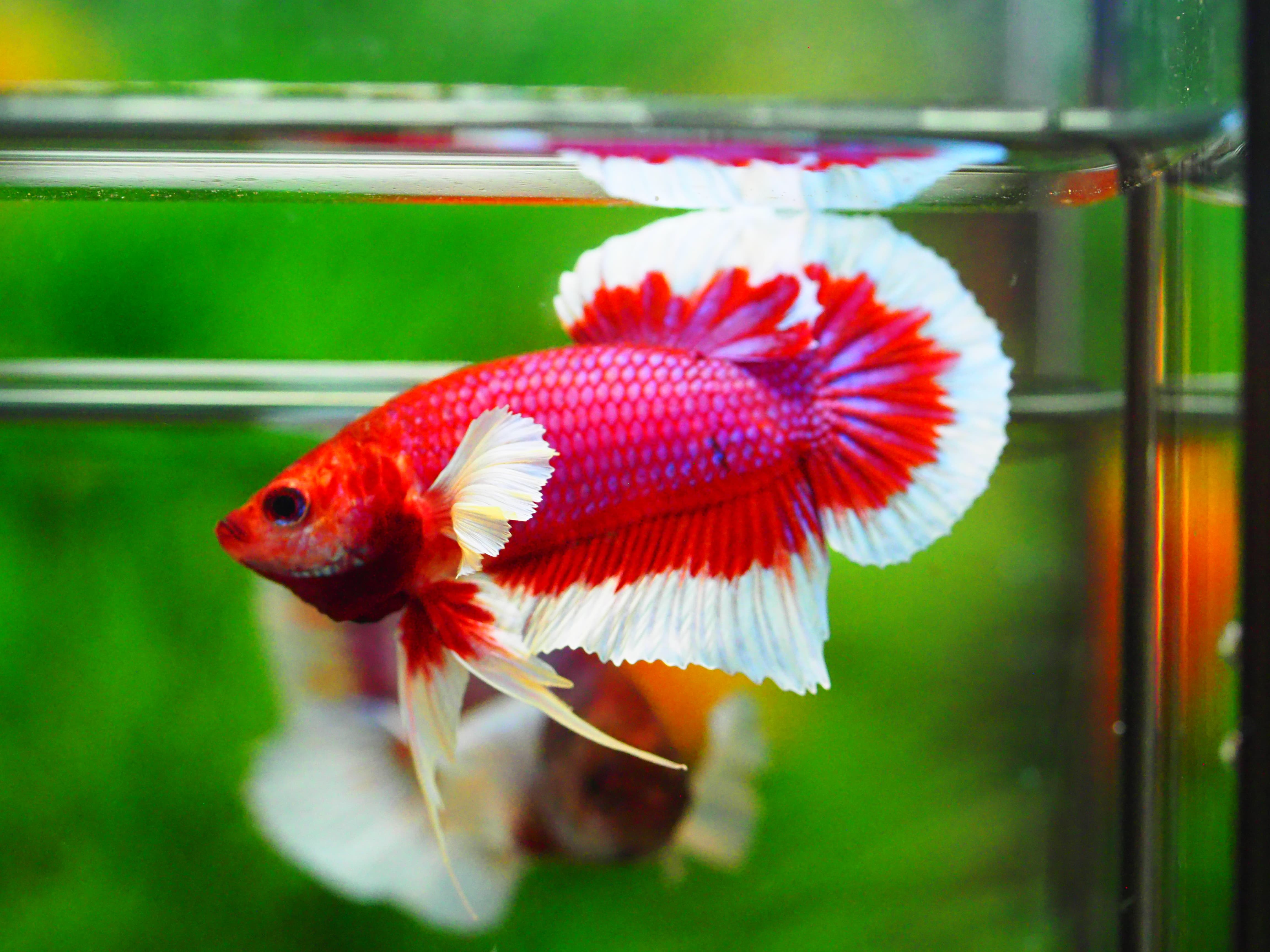 HMPK DUMBO MALE มีหูข้างเดียว