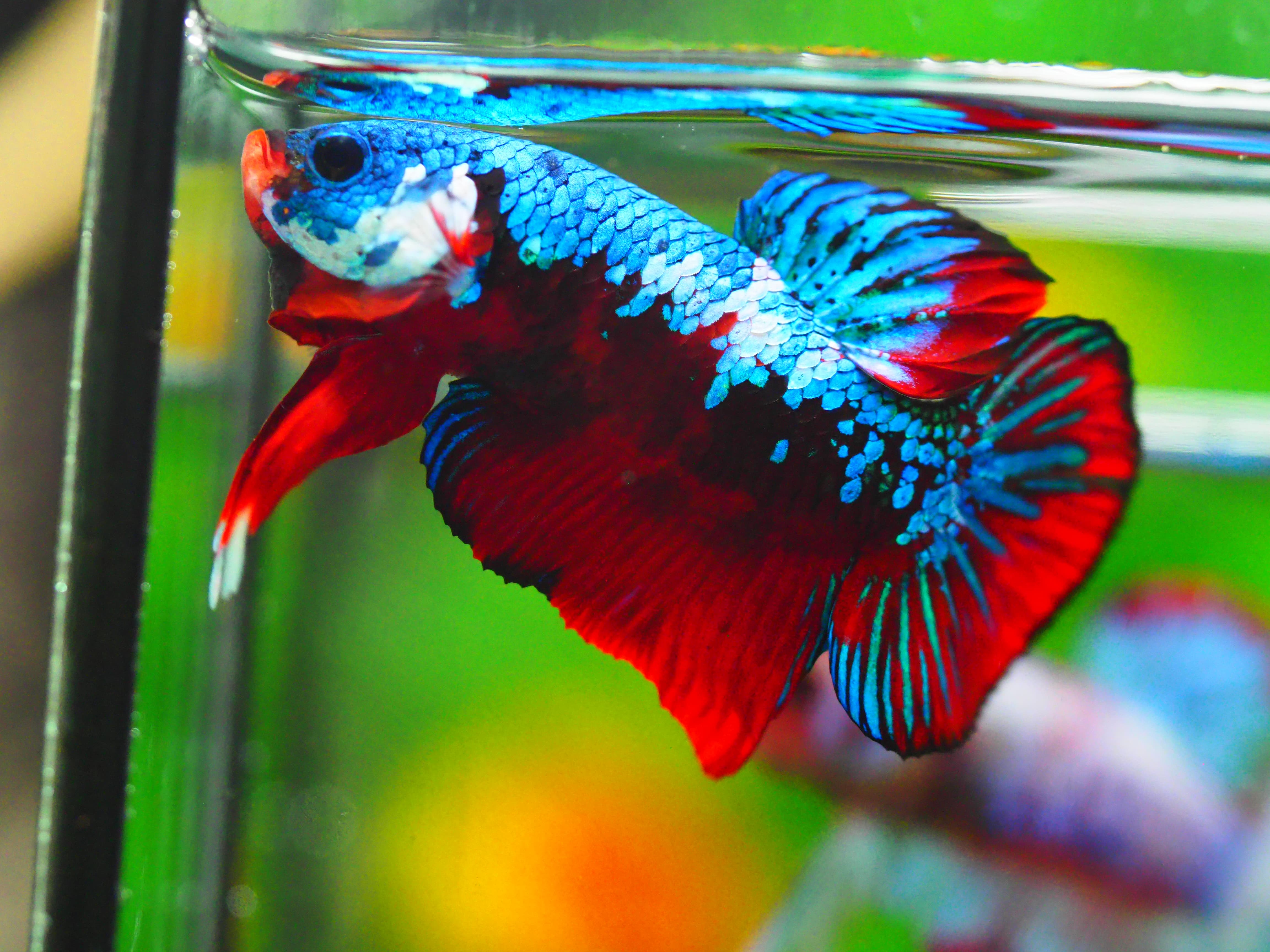 HMPK KOI GALAXY MALE GRADE A +++