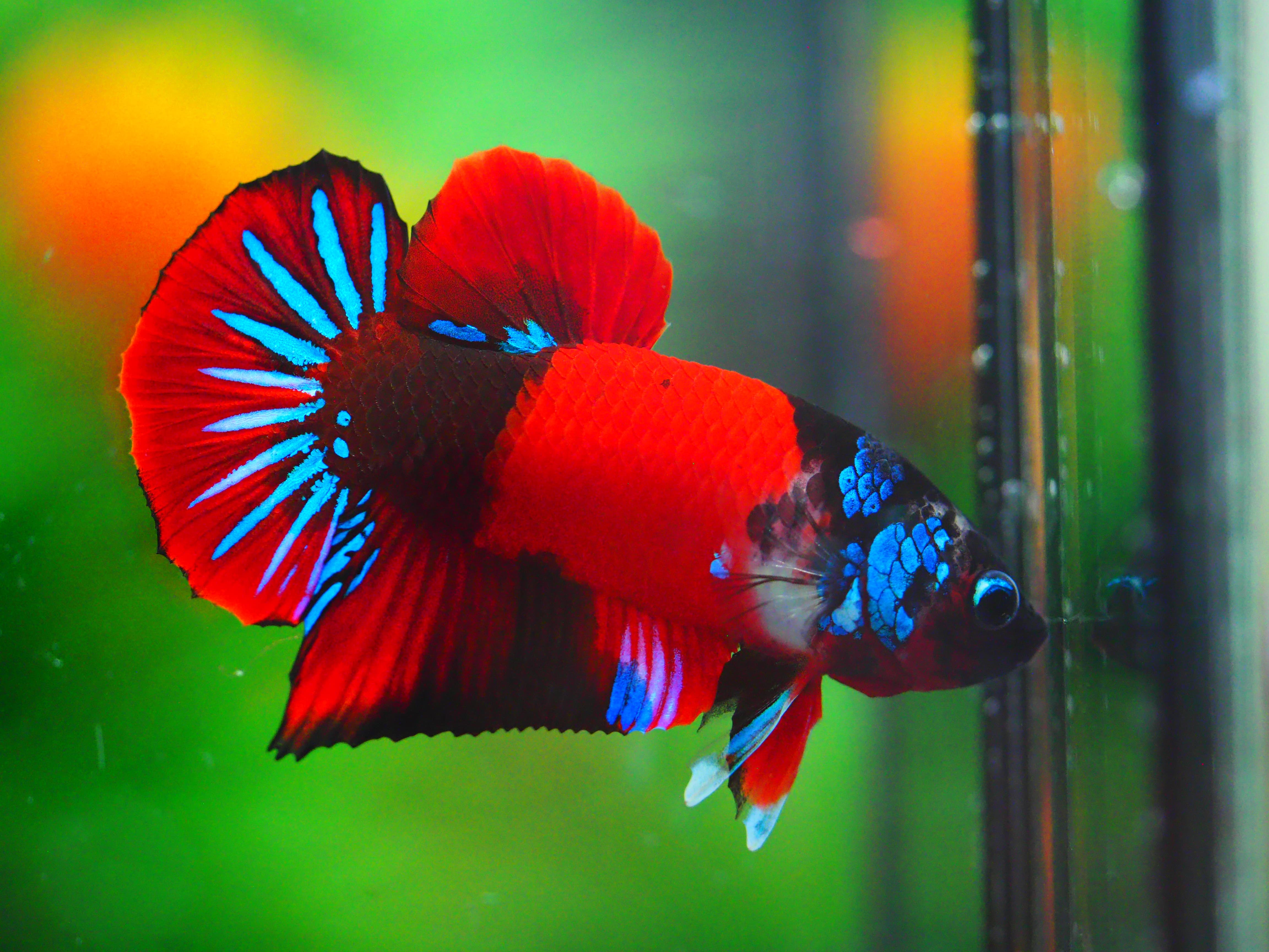 HMPK KOI GALAXY MALE GRADE A +++