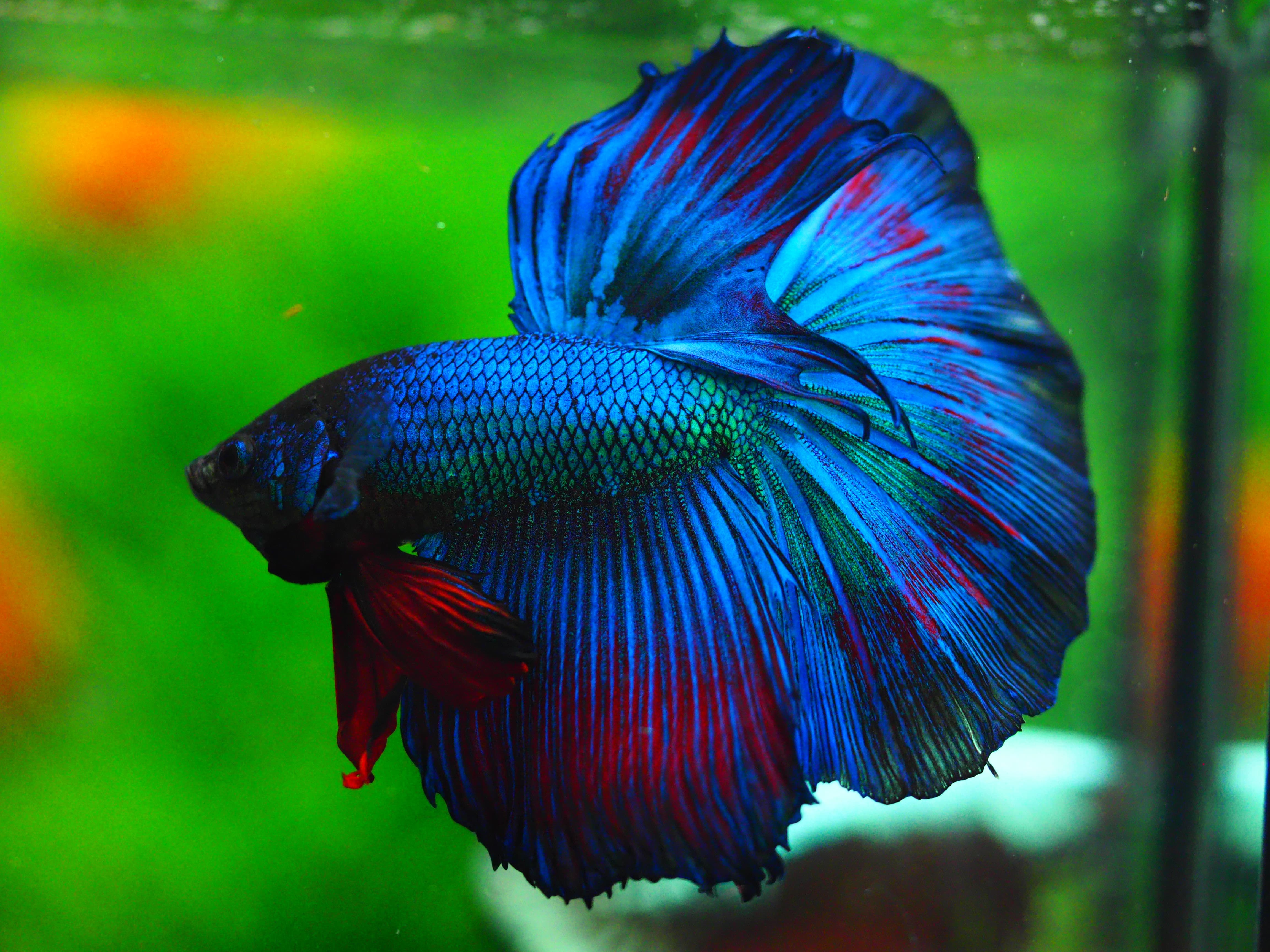 HM FANCY MALE GRADE A +++