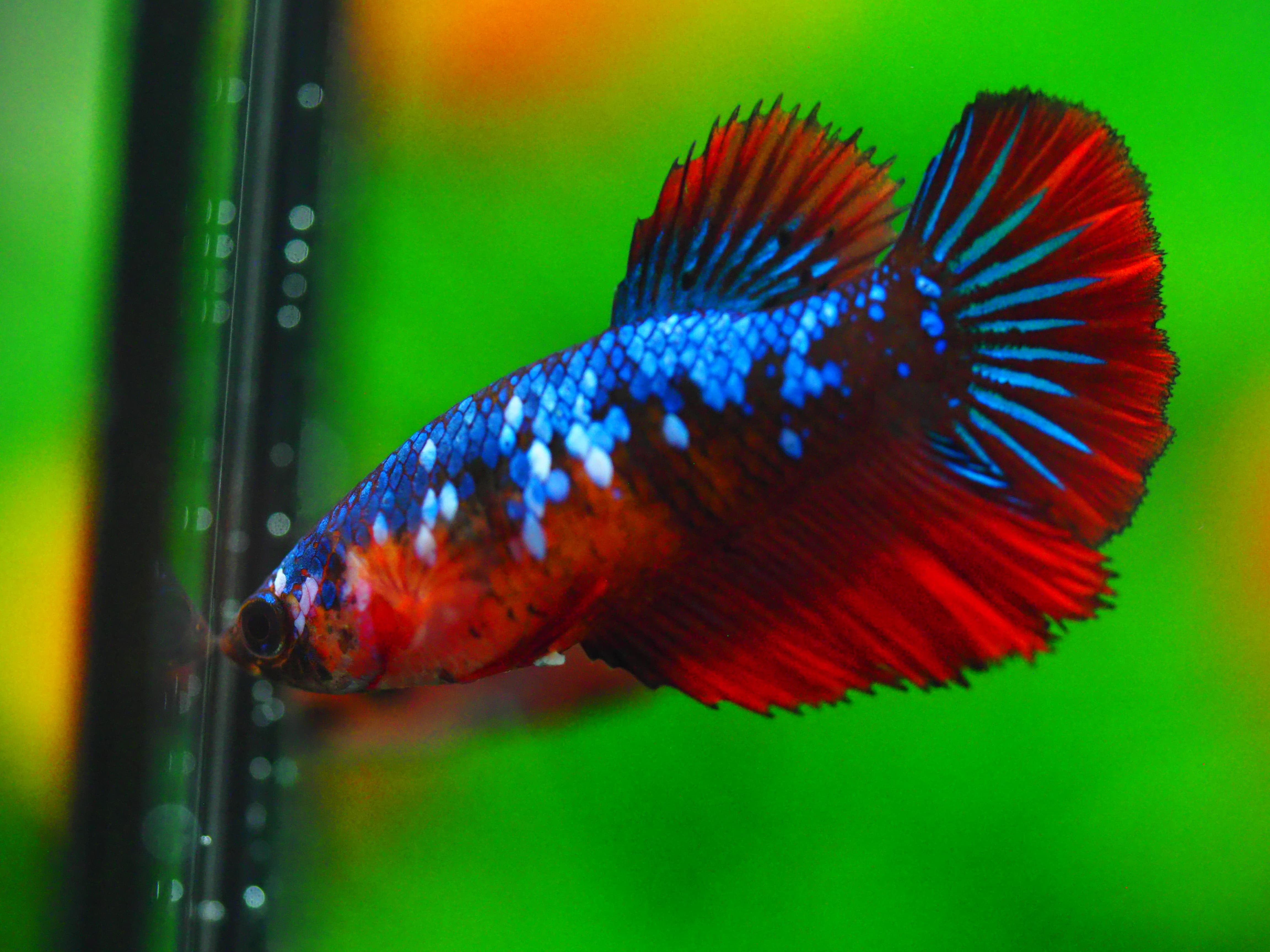 HM KOI GALAXY FN MALE GRADE A +++