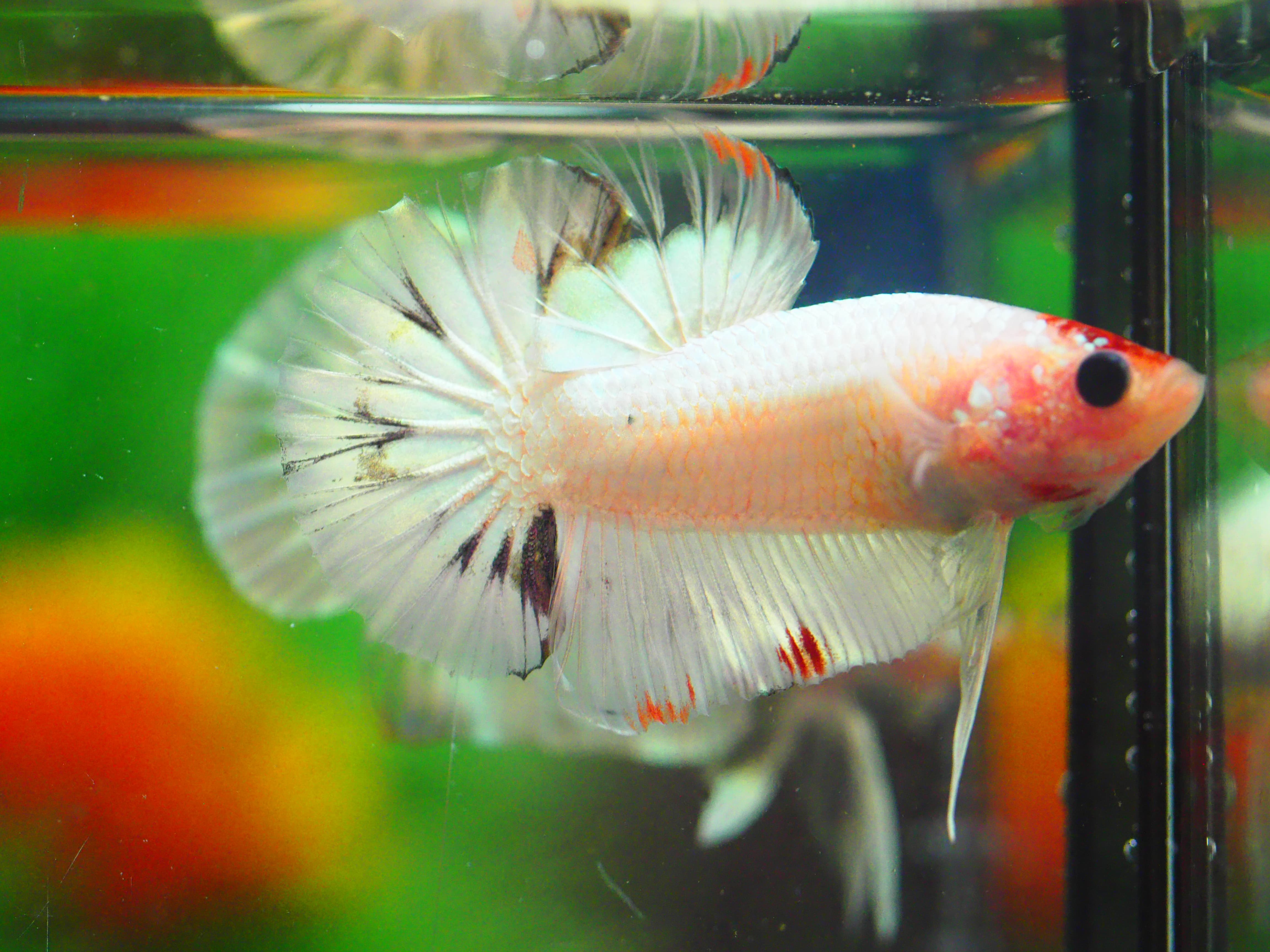 HMPK FANCY MALE GRADE A +++