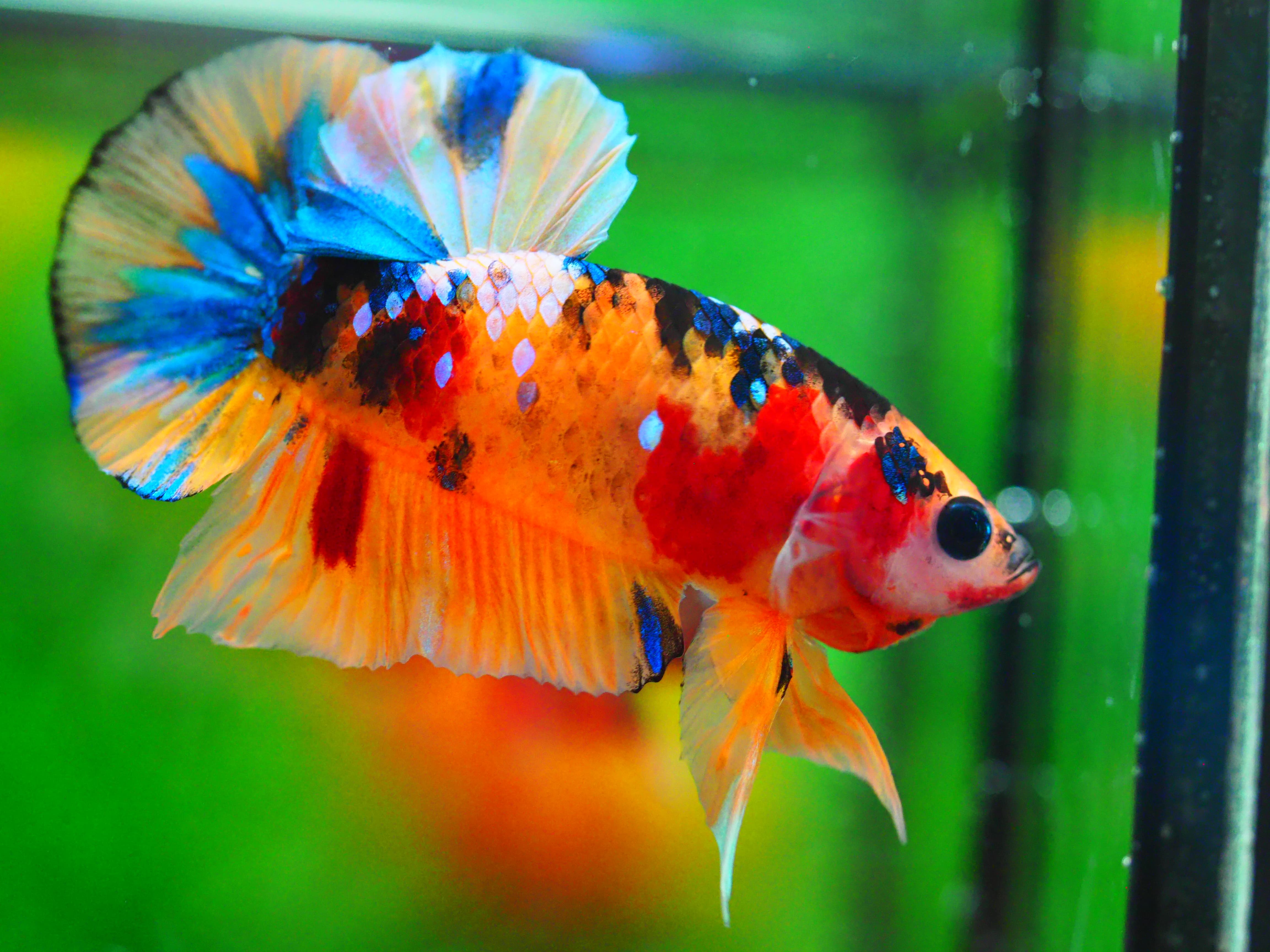 HMPK NEMO GALAXY MALE GRADE A +++