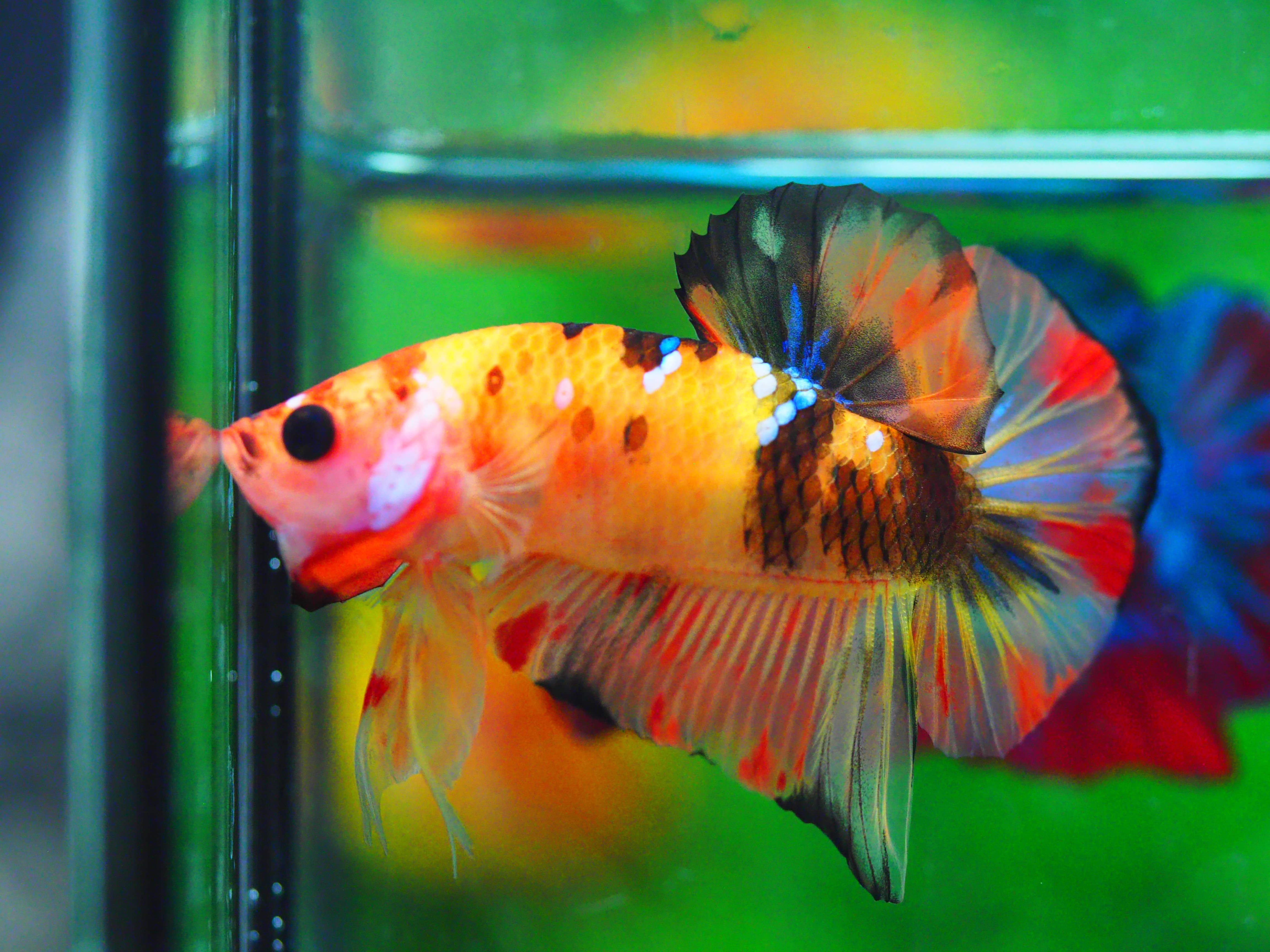 HMPK NEMO MALE GRADE A +++