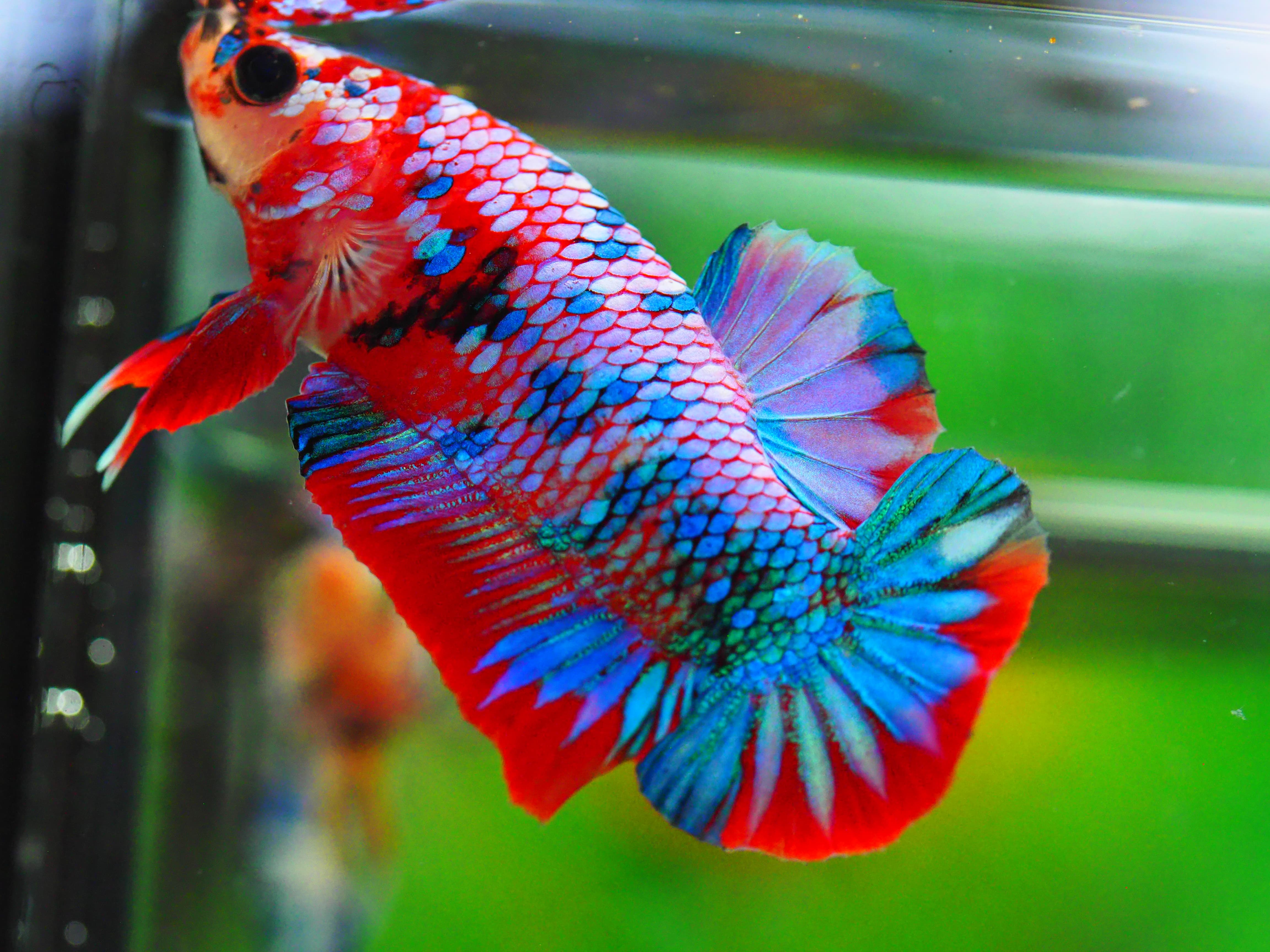 HMPK KOI GALAXY MALE GRADE A +++