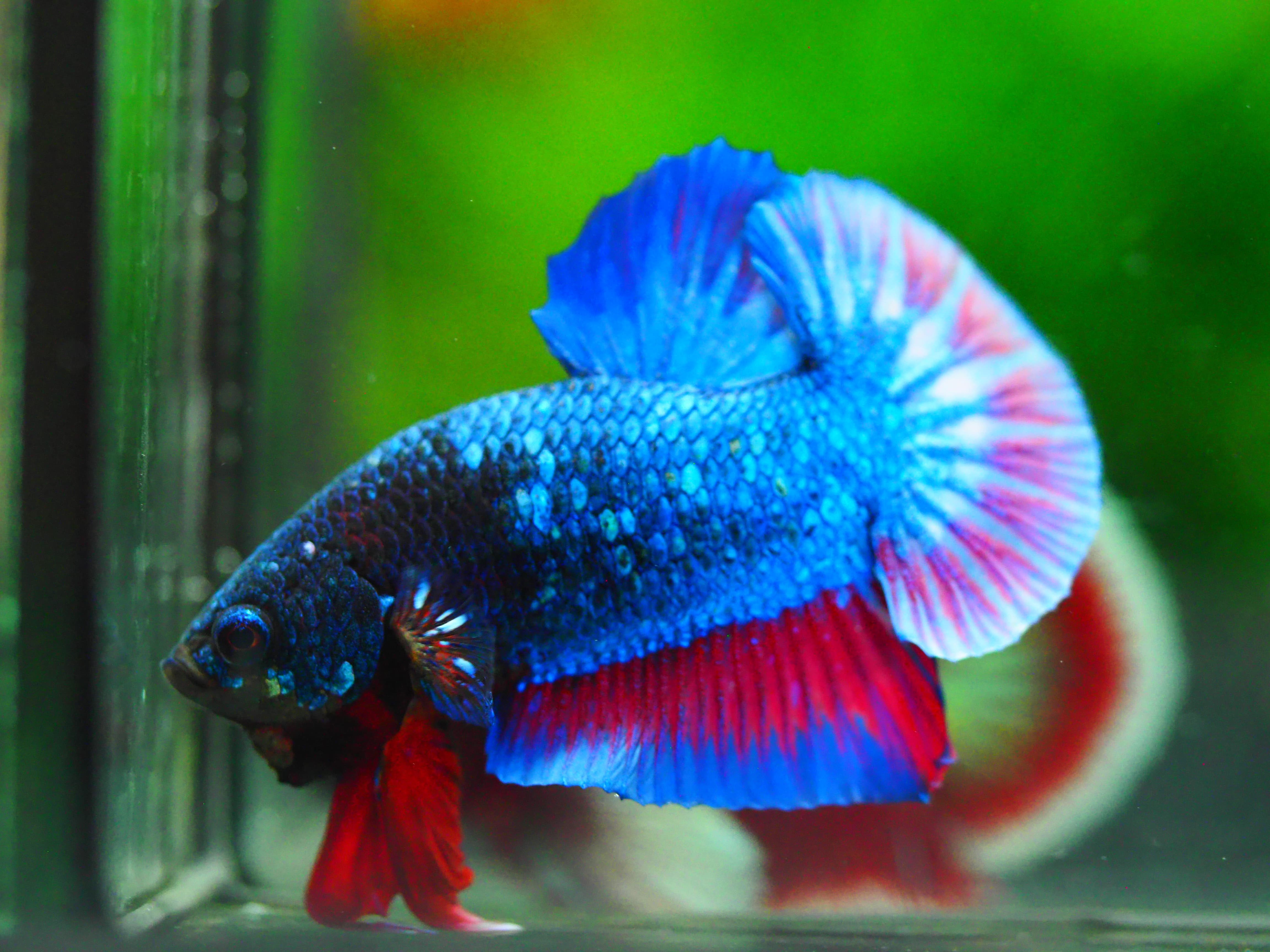 HMPK FANCY MALE GRADE A +++