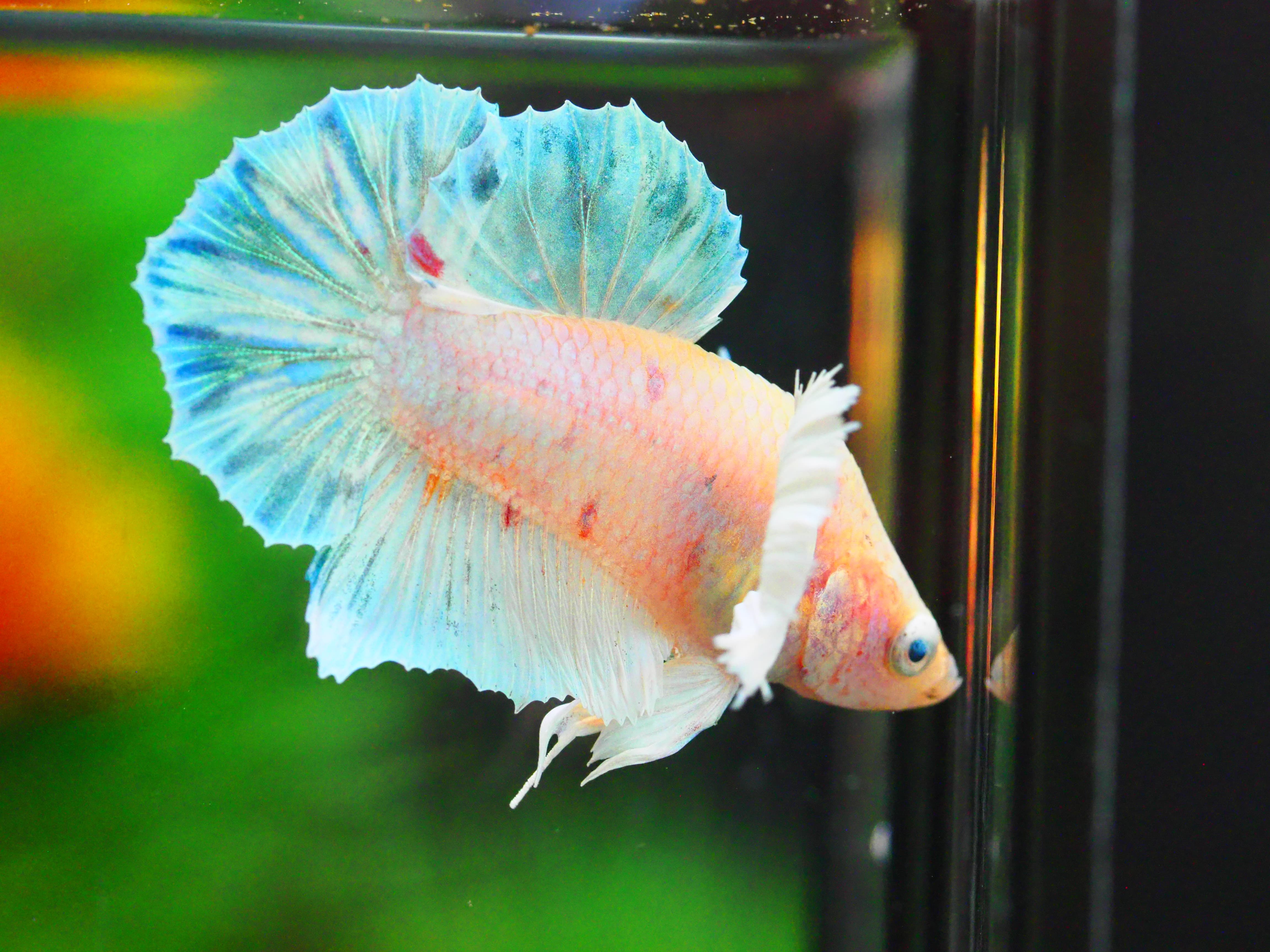 HMPK DUMBO MALE GRADE