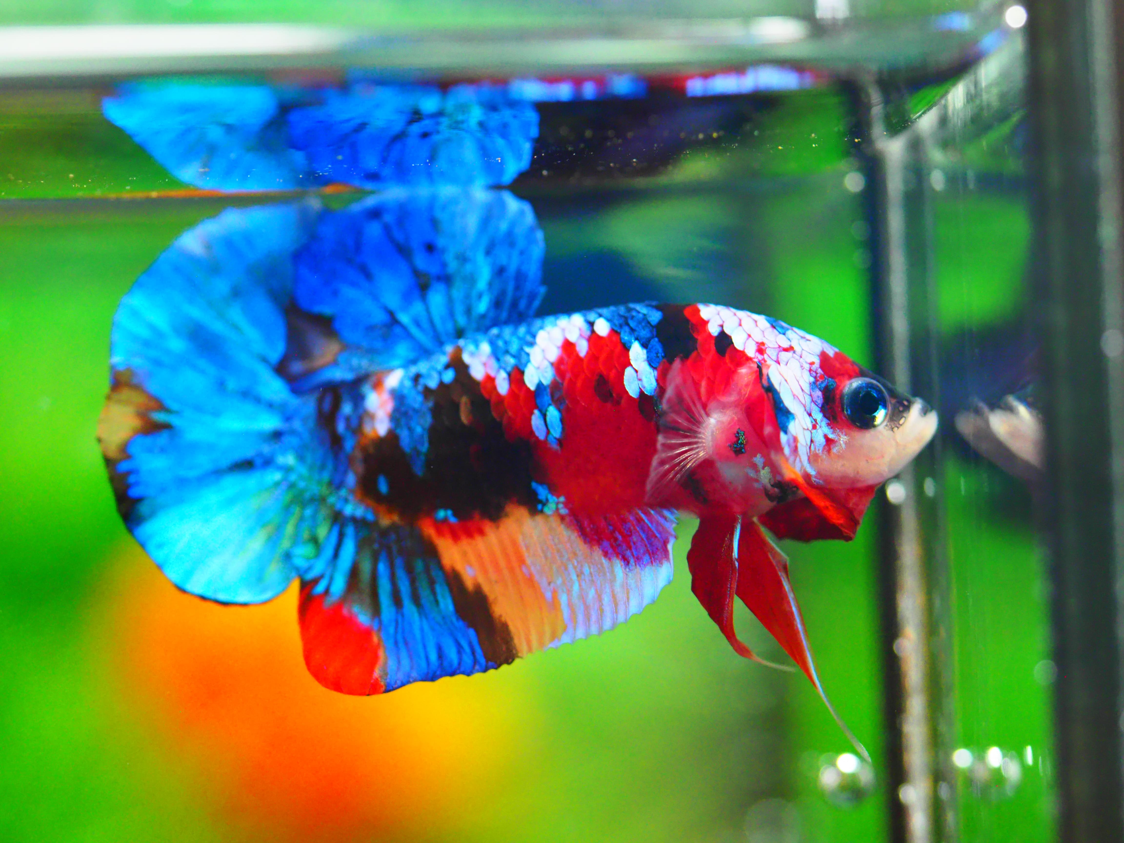 HMPK NEMO GALAXY MALE GRADE A +++