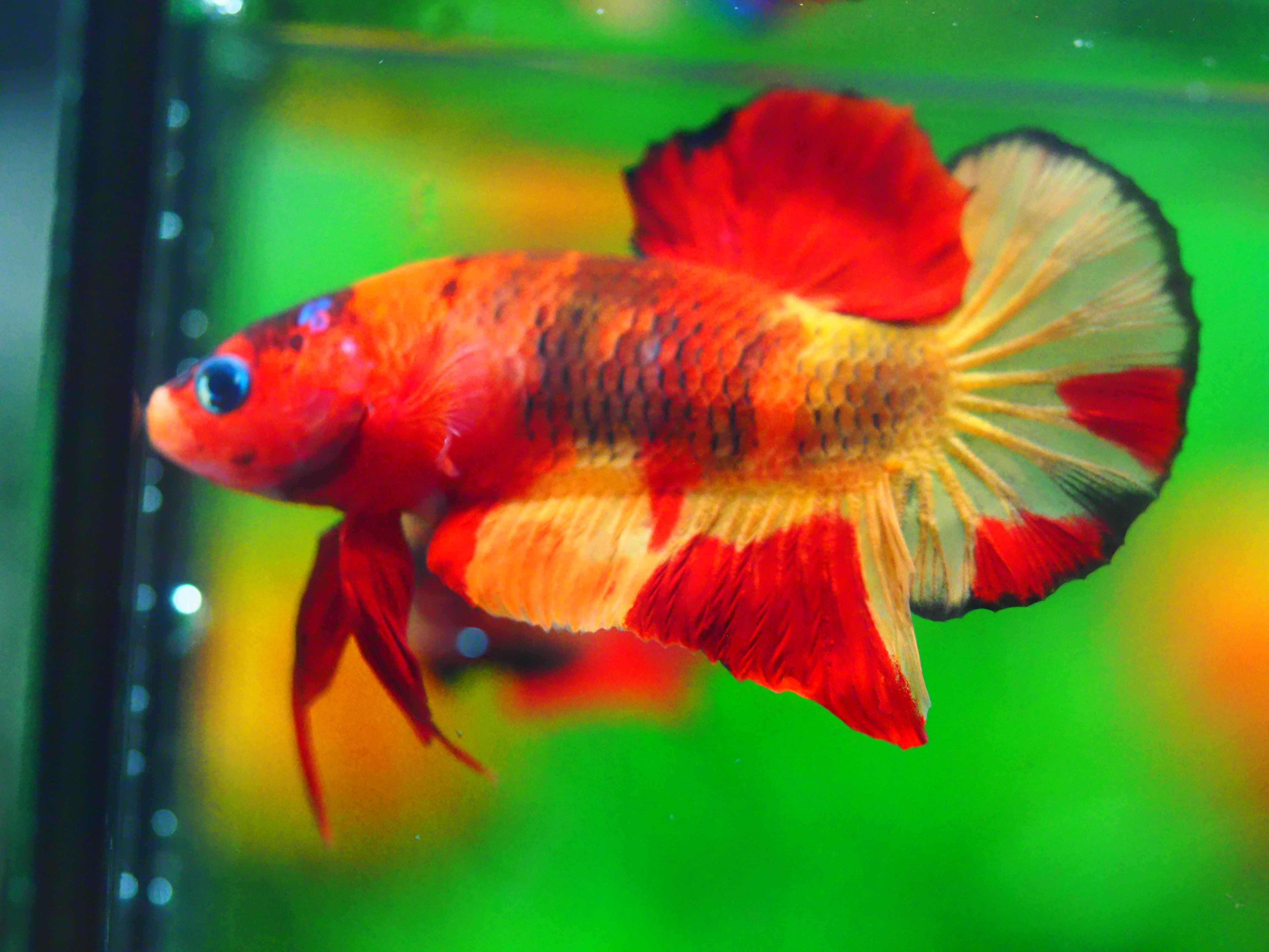 HMPK NEMO MALE GRADE A +++