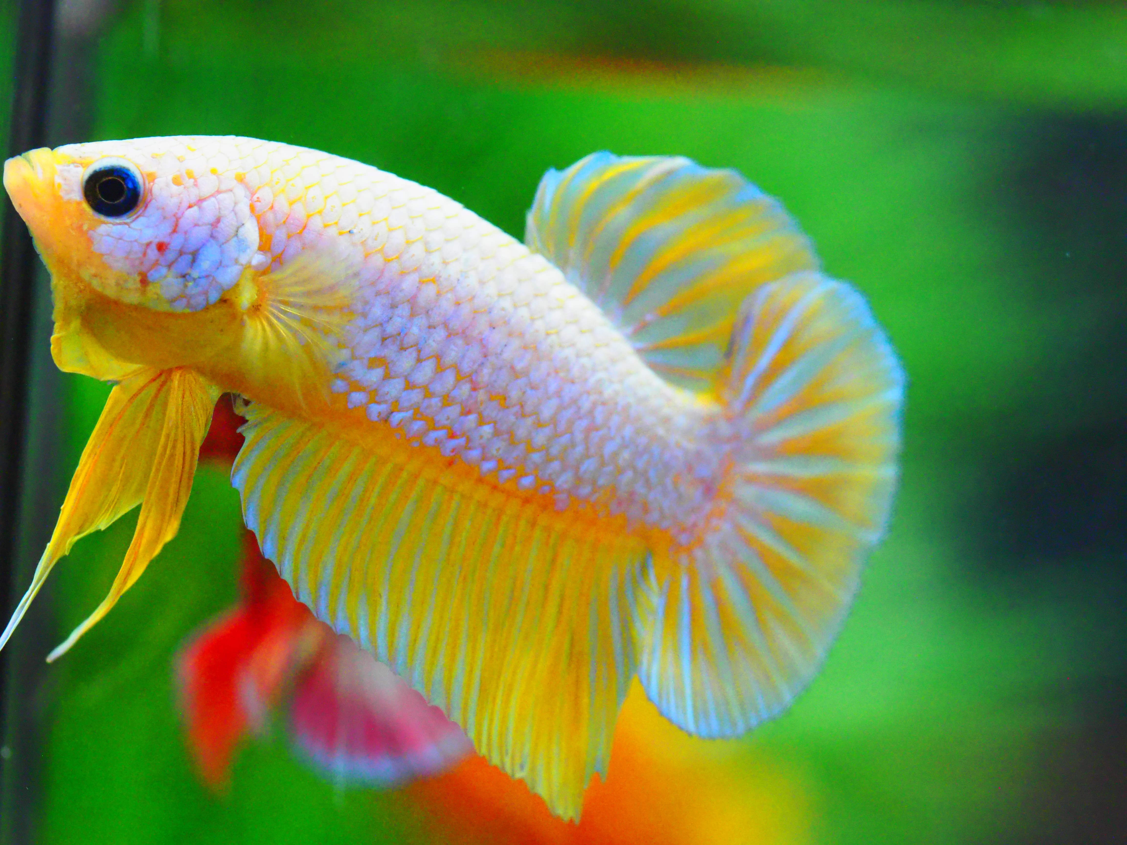 HMPK FANCY MALE GRADE A +++