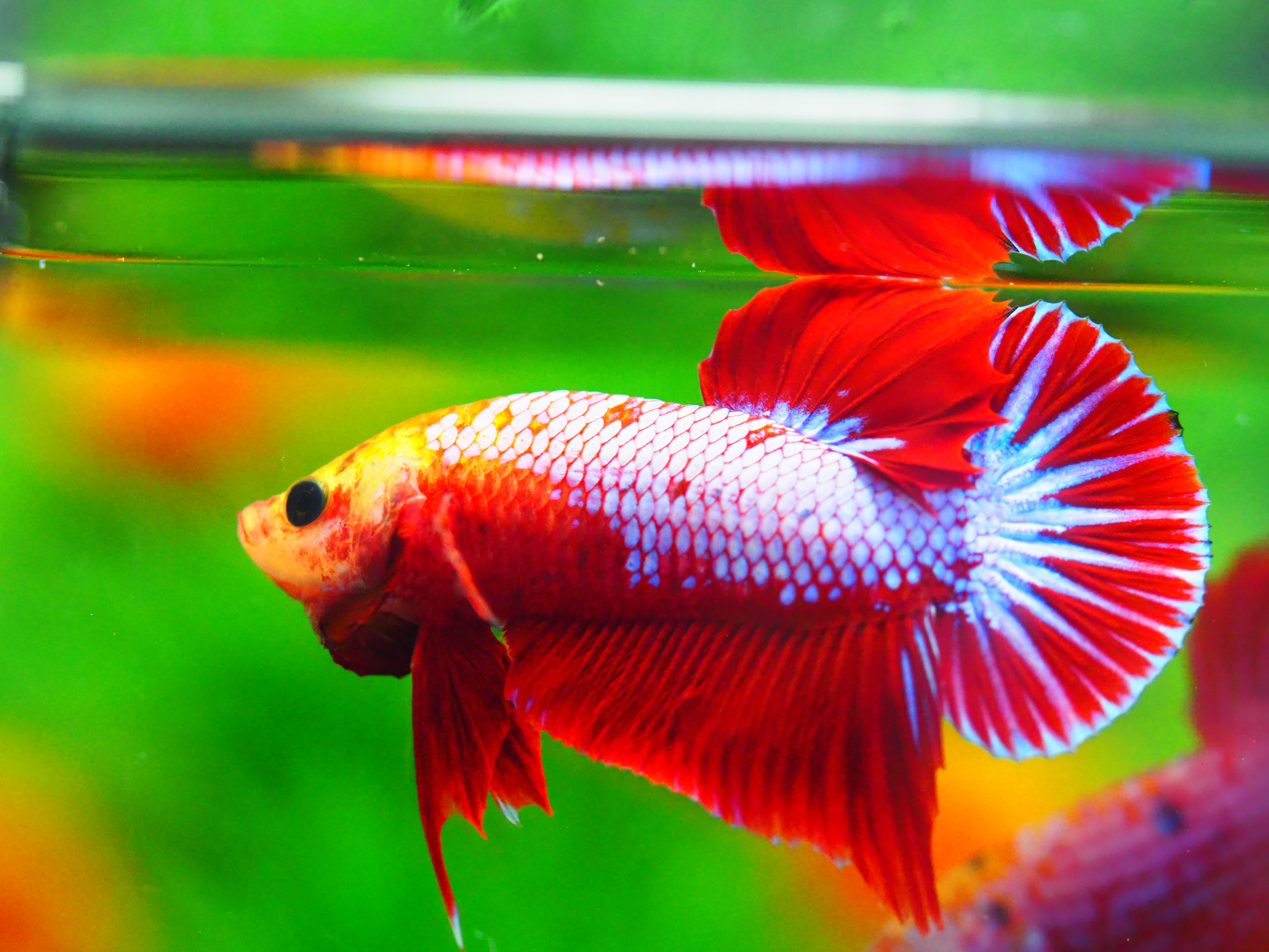 HMPK FANCY MALE GRADE A +++