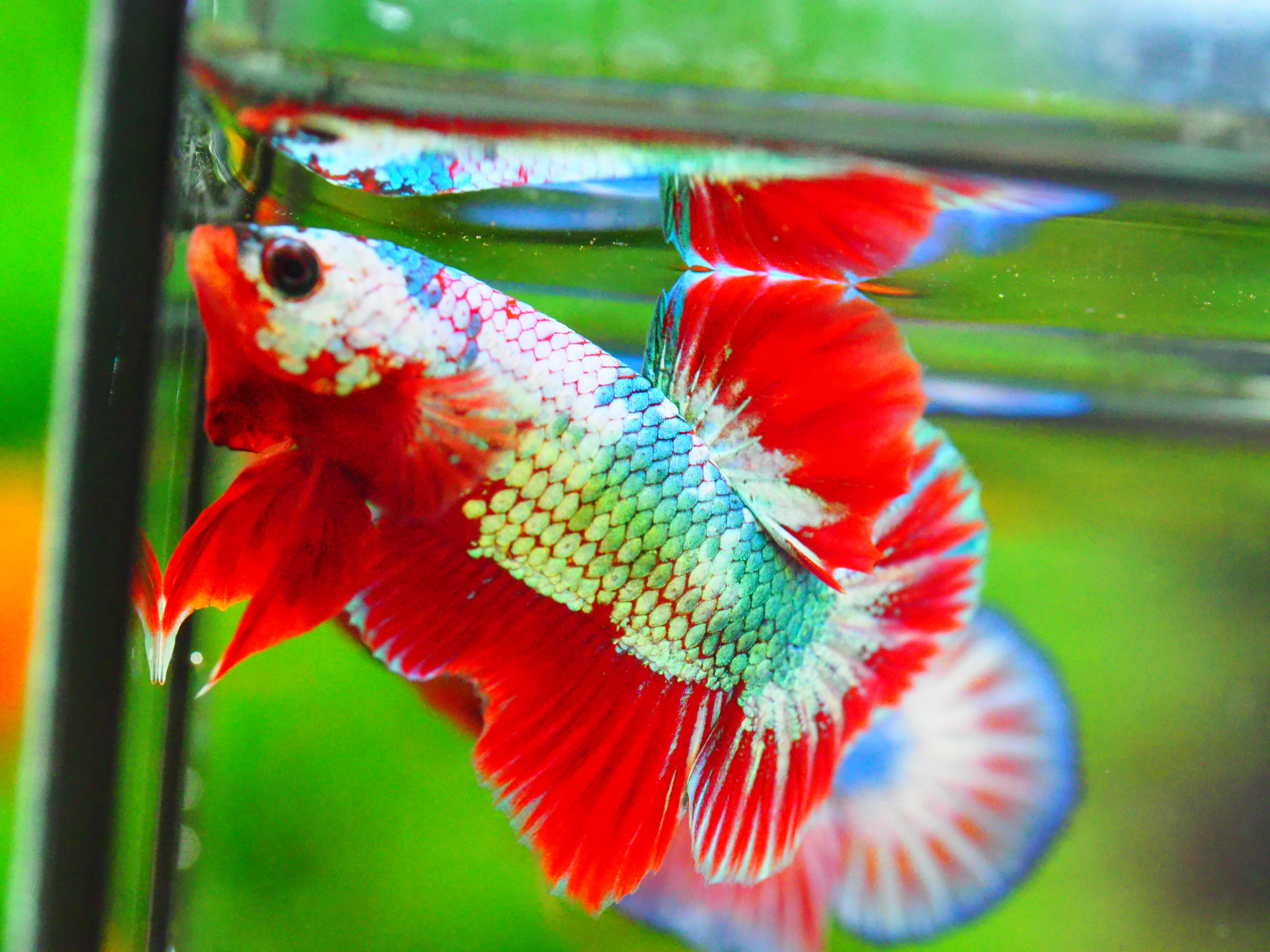 HMPK FANCY MALE GRADE A +++