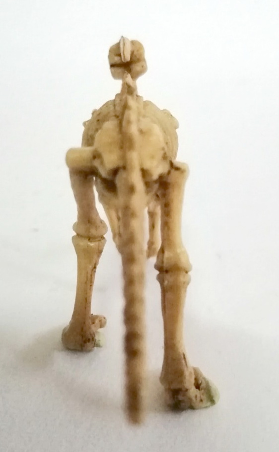 ตุ๊กตายางโครงกระดูกไดโนเสาร์ เป็นงานไขตู้แคปซูล ขายพร้อมกันสองแบบ 1.โครงกระดูกช้างแมมมอส และ 2.อแนทธอซอรัส เป็นยางยืดหนุ่นได้ ไม่ต้องกลัวหัก ลงสีเหมือนฟอสซิลโครงกระดูก ขายคู่