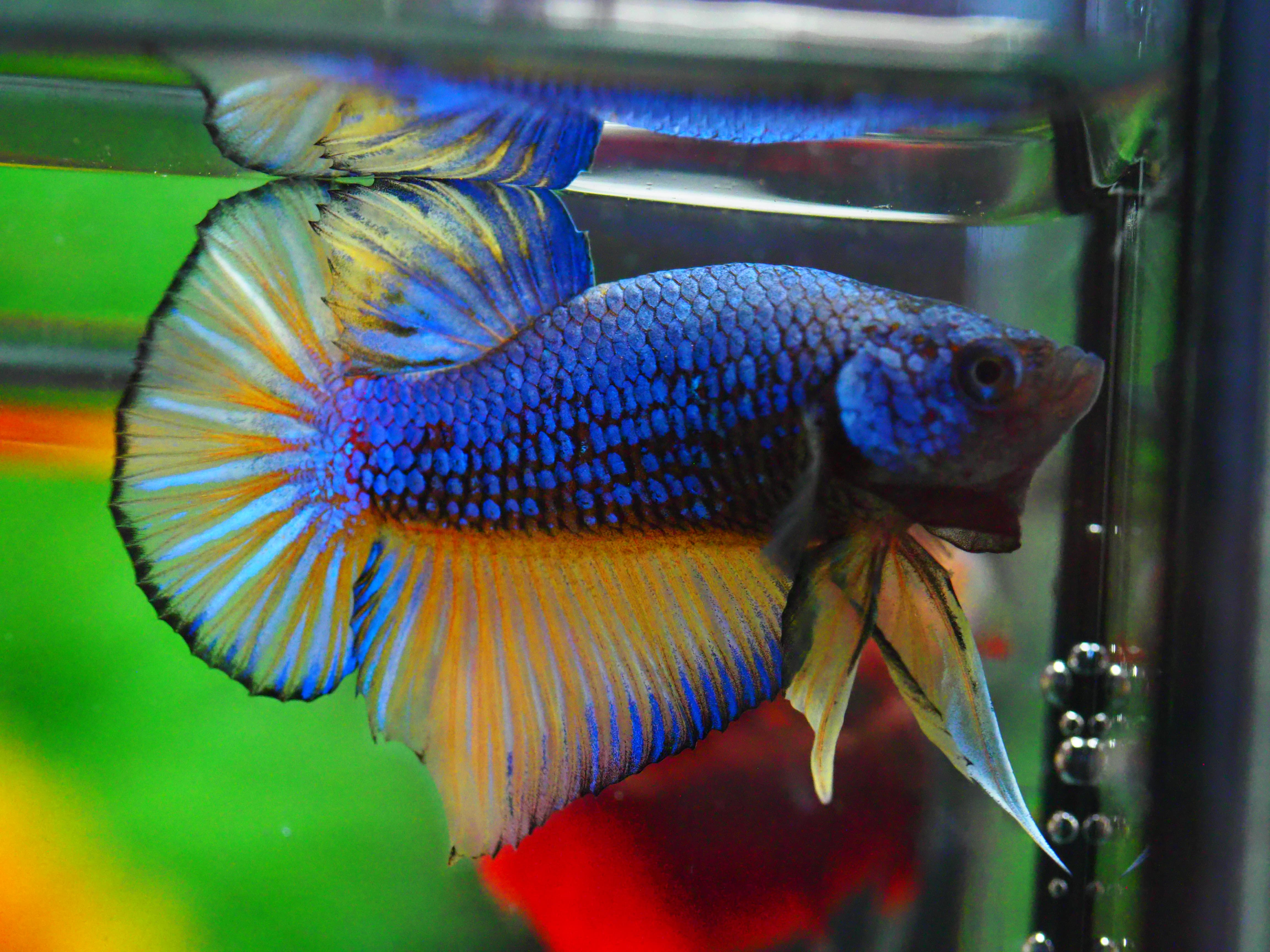 HMPK FANCY MALE GRADE A +++