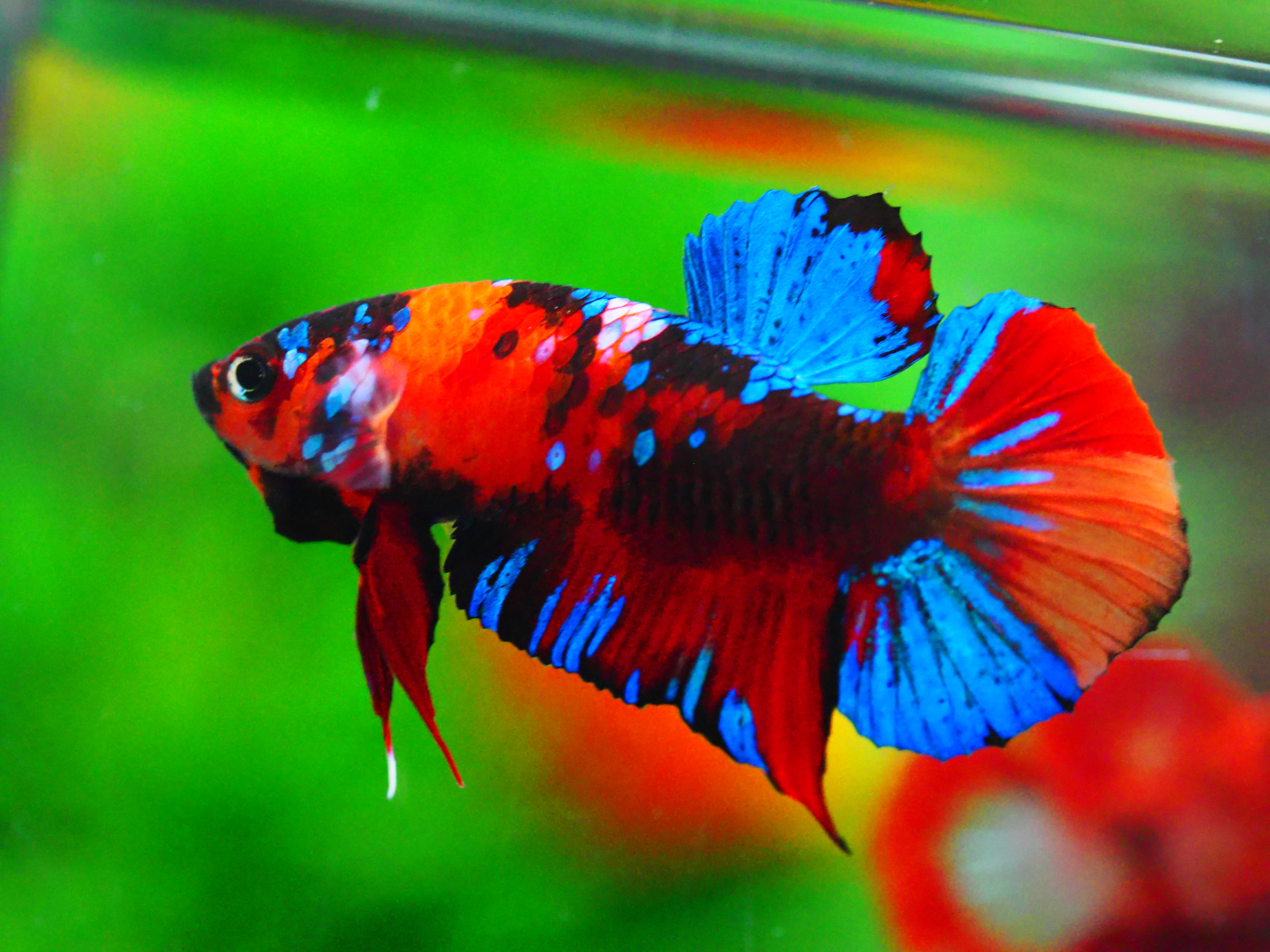 HMPKKOI GALAXY MALE GRADE A +++