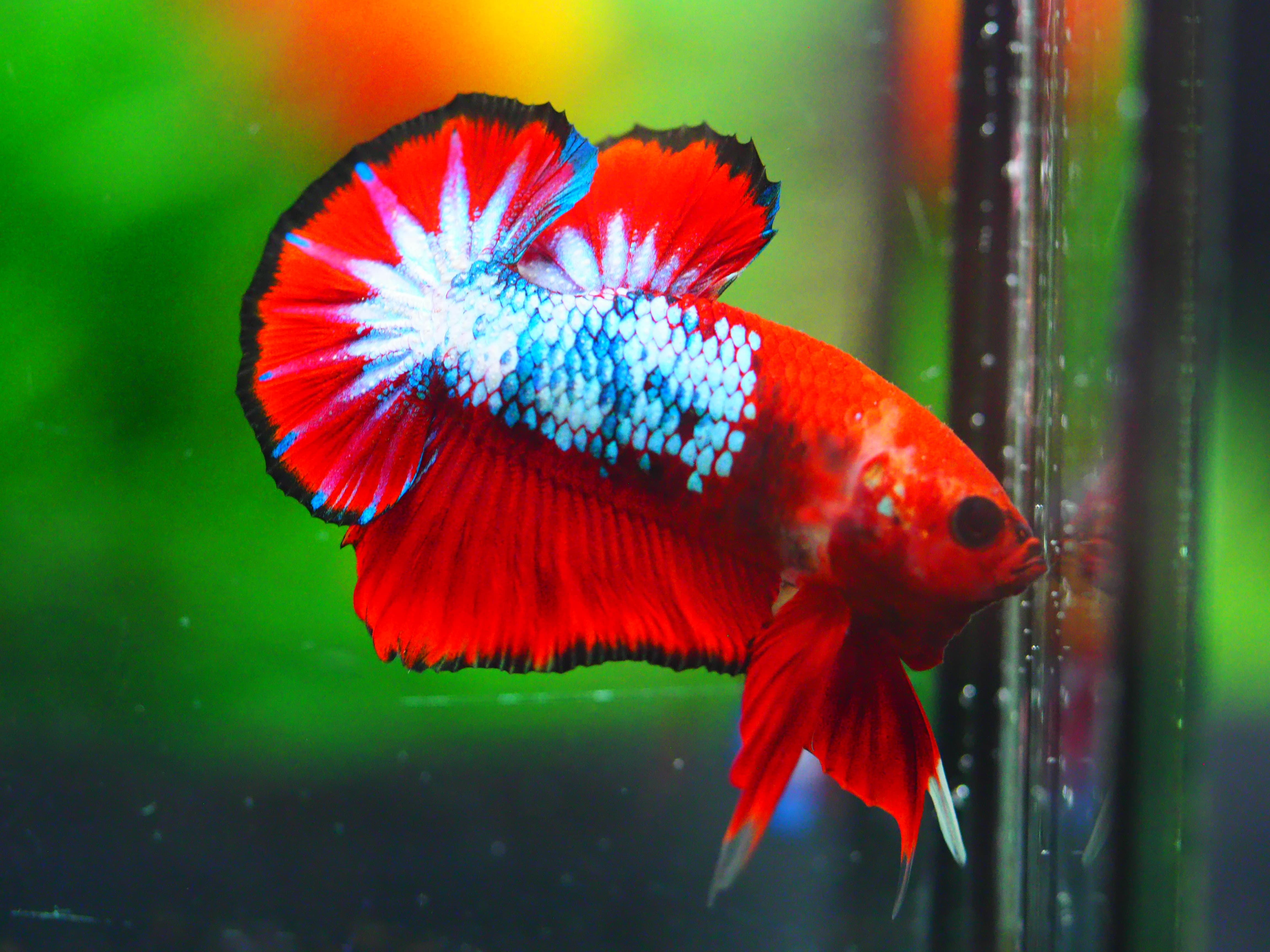 HMPK FANCY MALE GRADE A +++