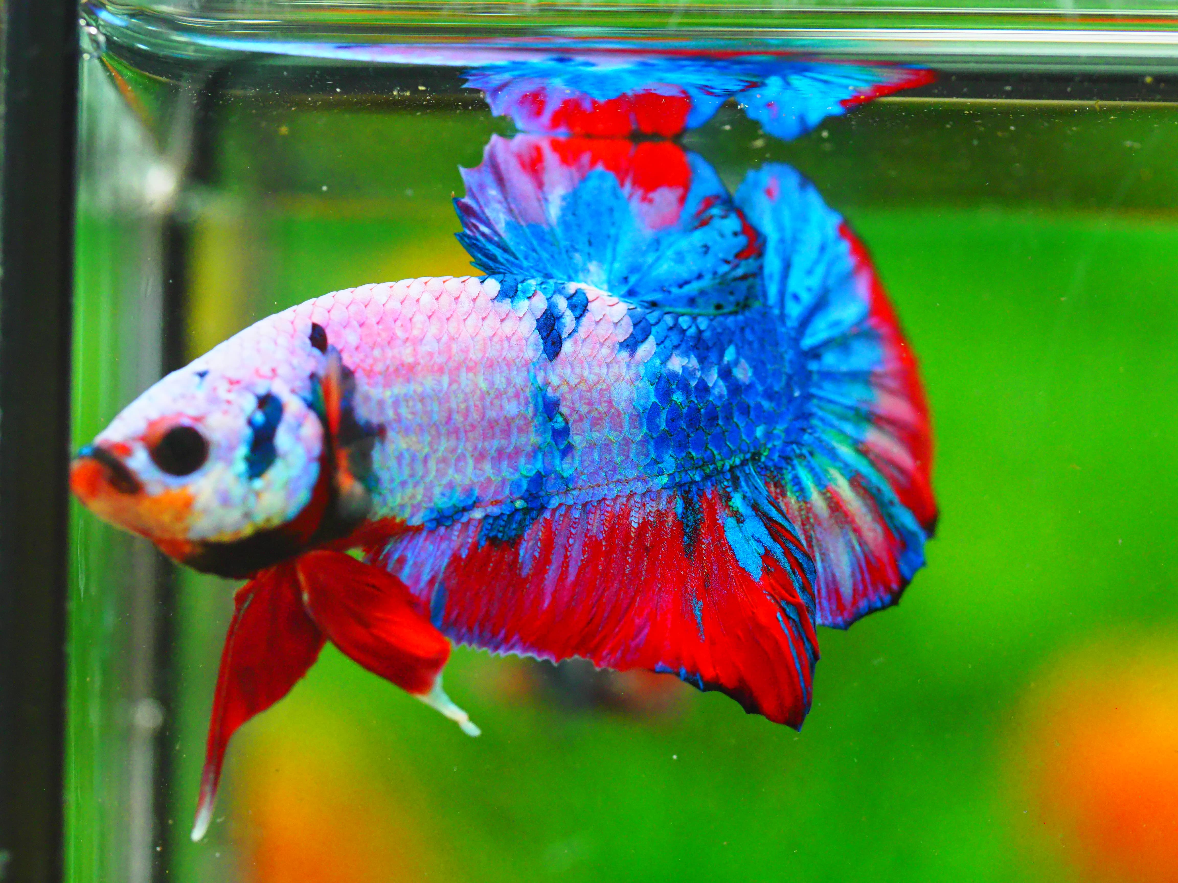 HMPK KOI FANCY MALE GRADE A +++