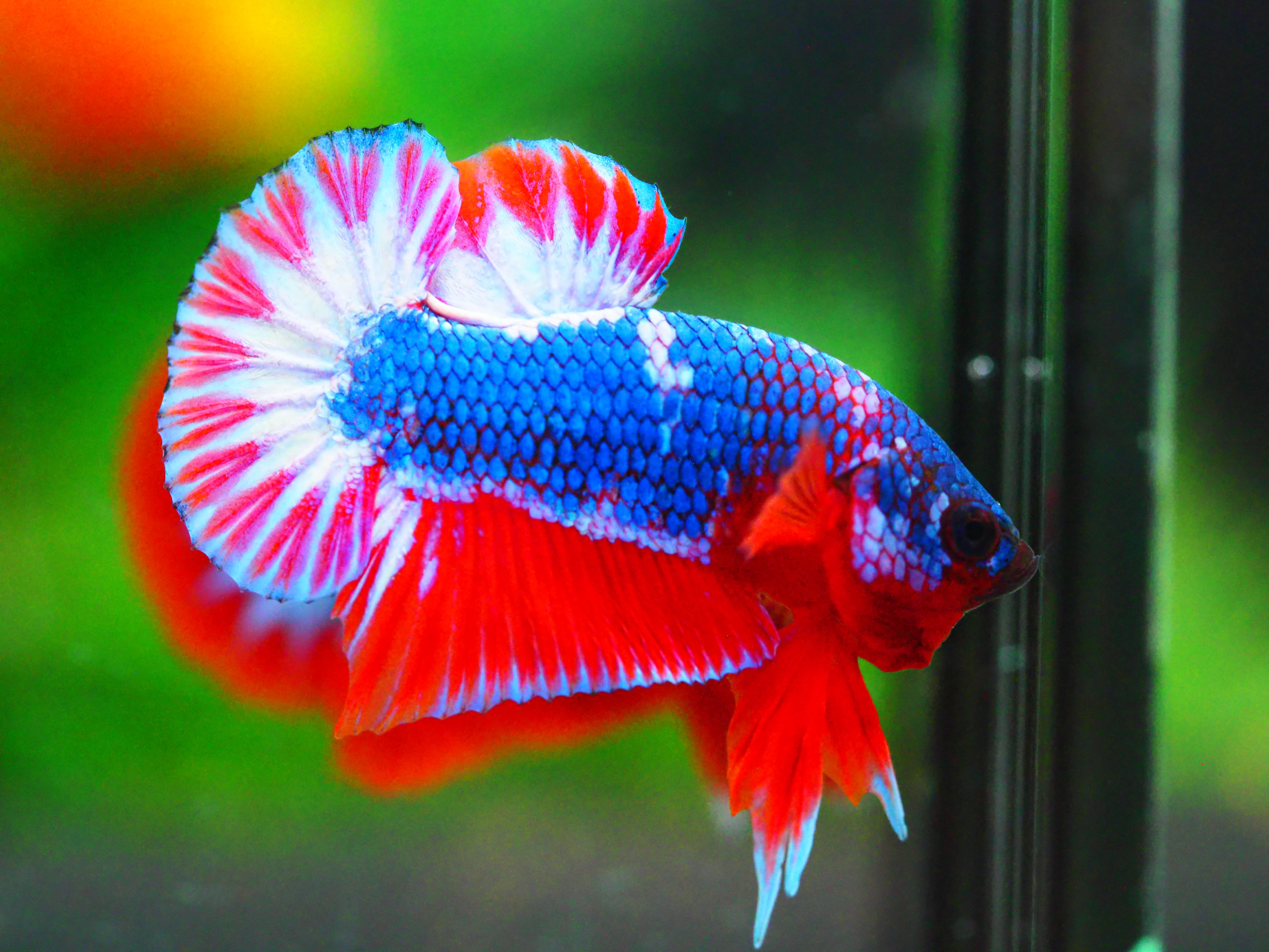 HMPK THAILAND MALE GRADE A +++++