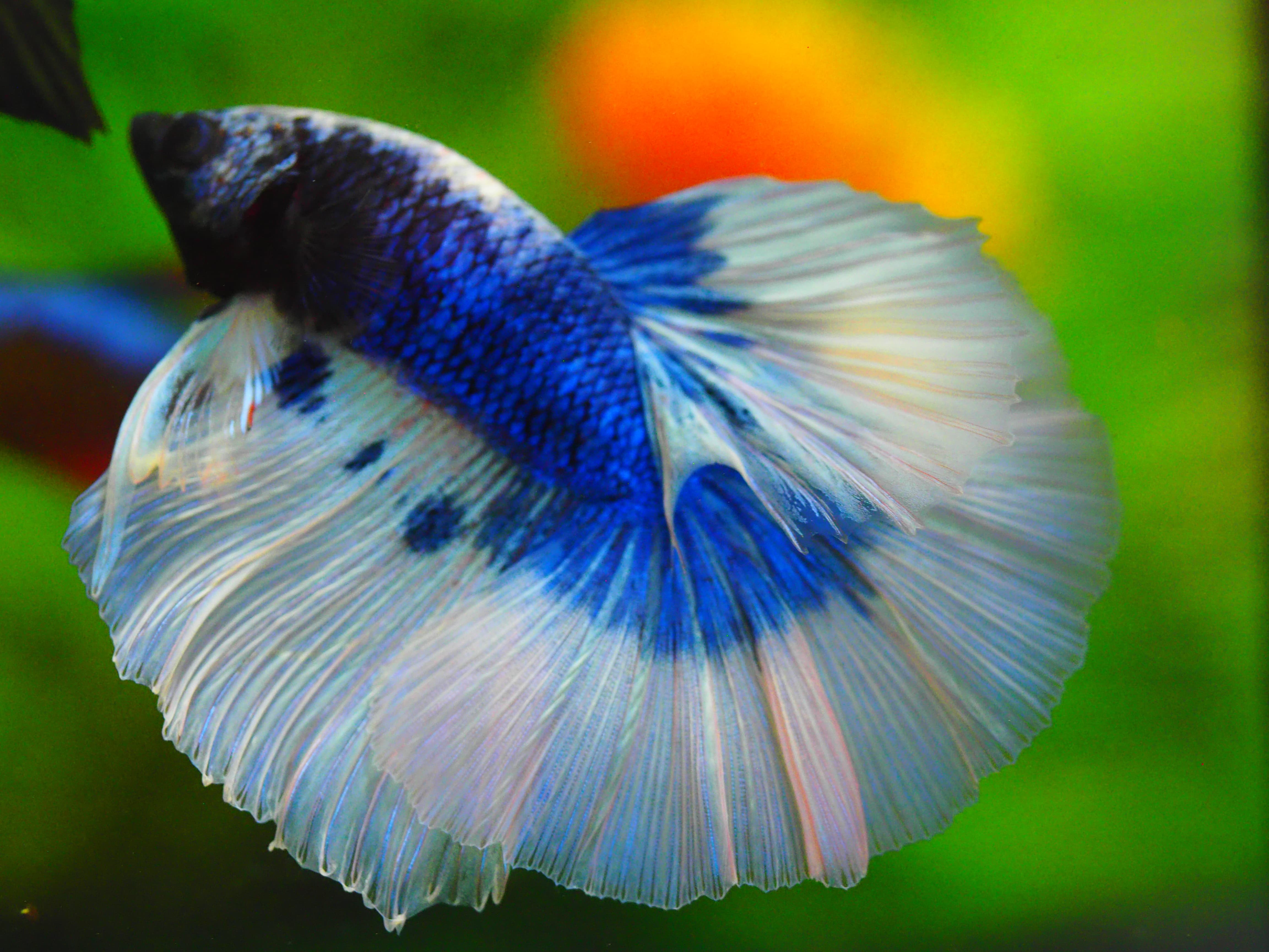 HM FANCY MALE GRADE A++