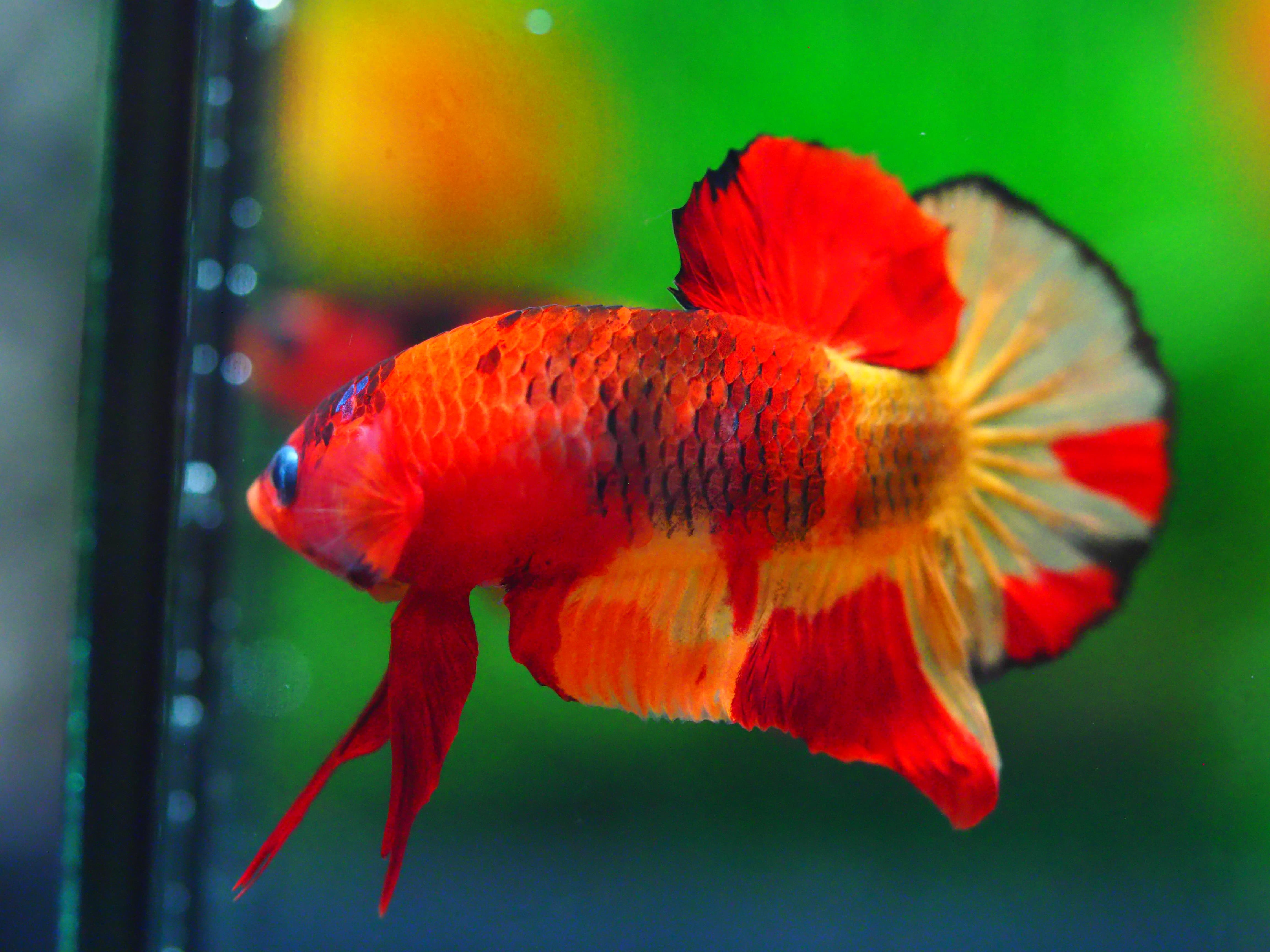 HMPK NEMO MALE GRADE A +++