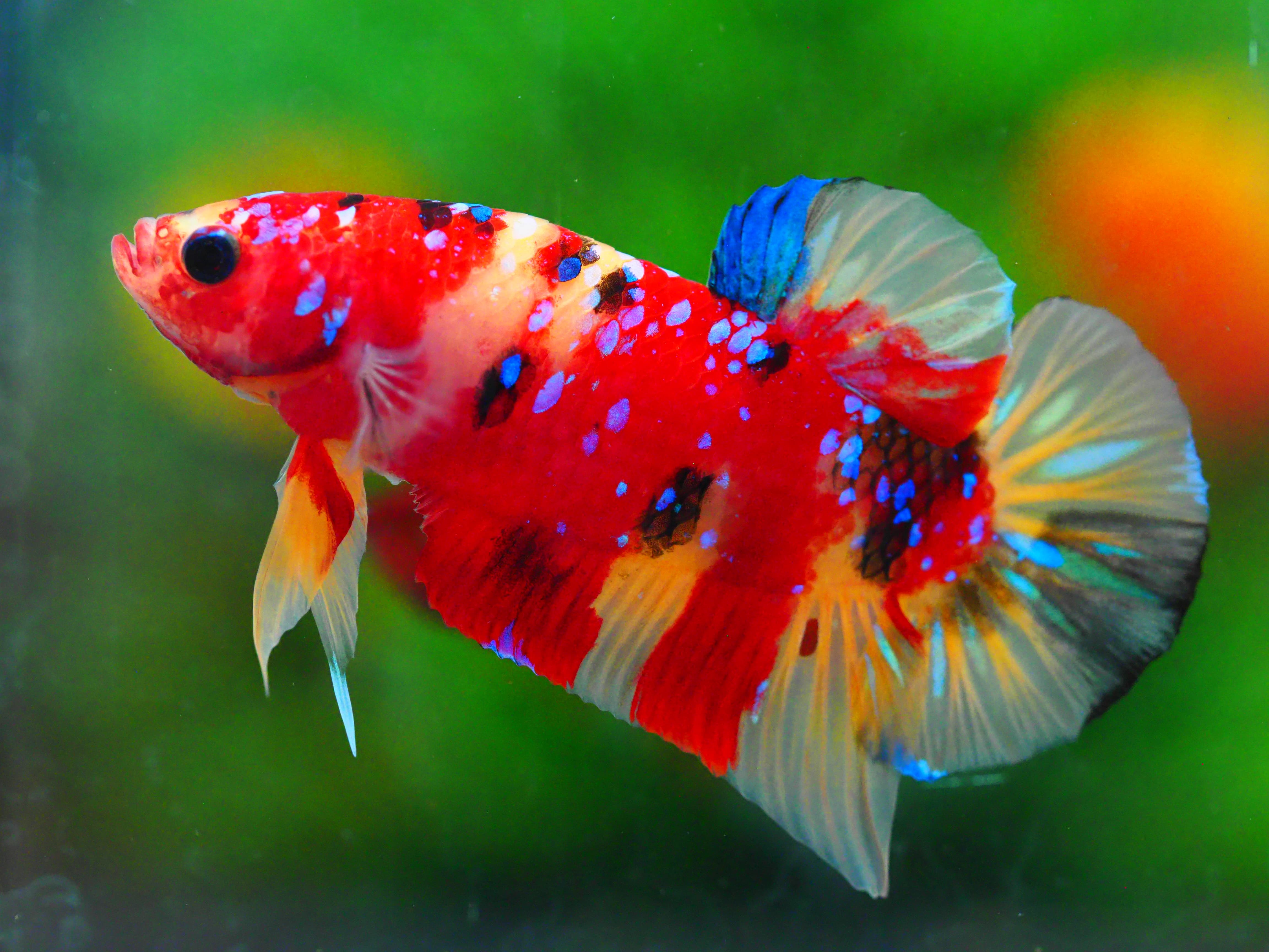 HMPK NEMO GALAXY MALE GRADE A +++