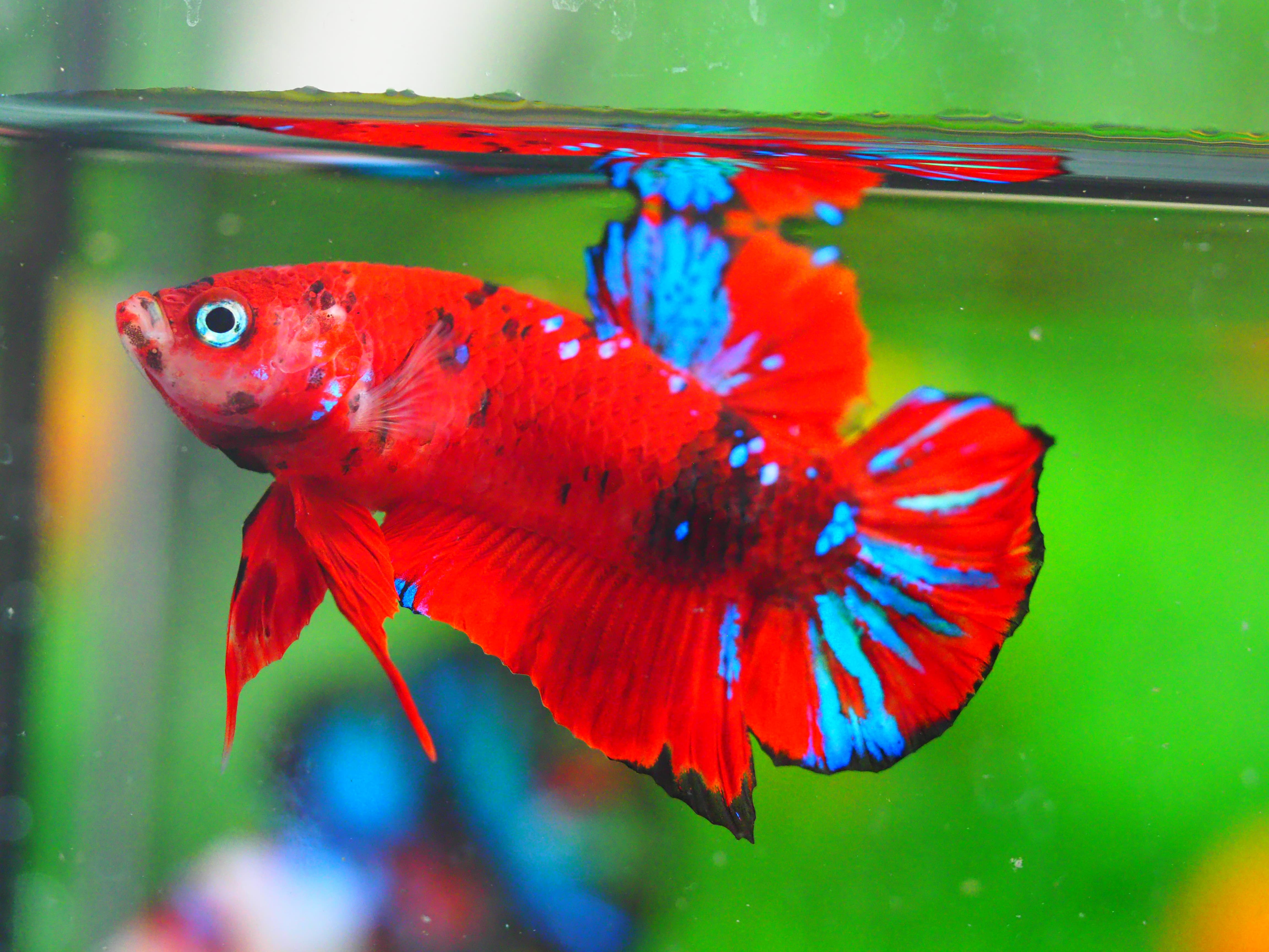 HMPK KOI GALAXY MALE GRADE A +++