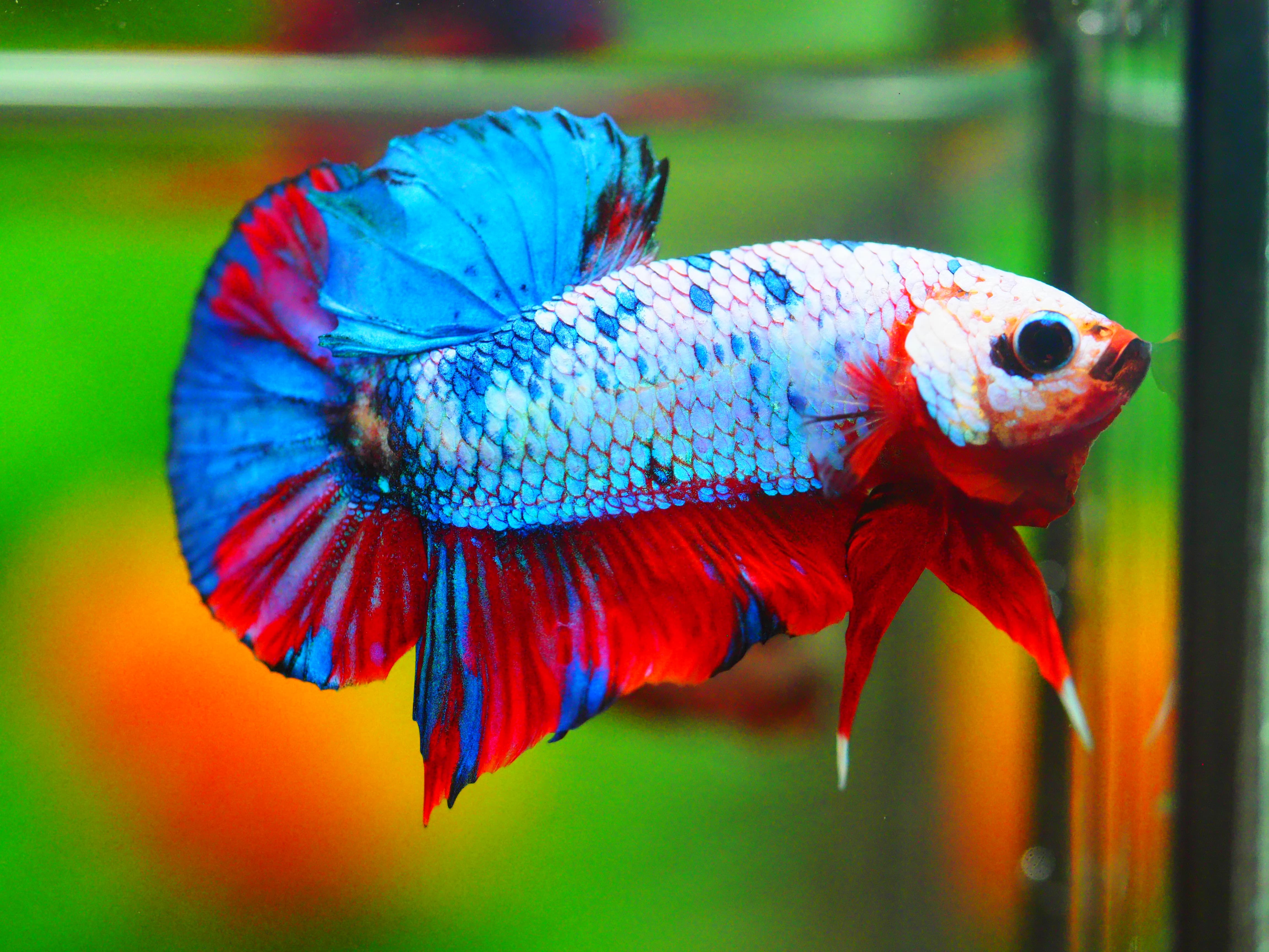 HMPK KOI GALAXY MALE GRADE A +++