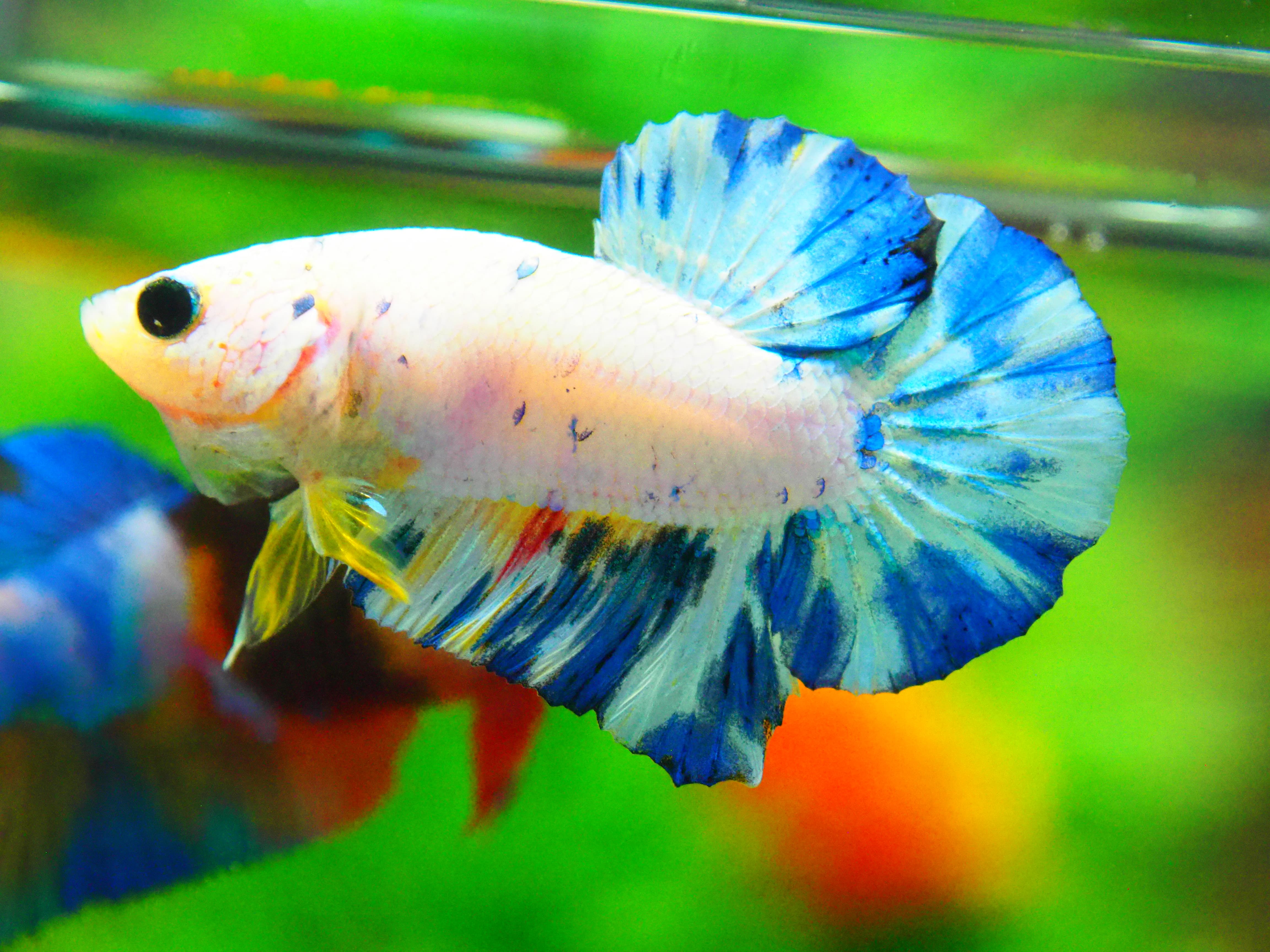 HMPK FANCY MALE GRADE A +++