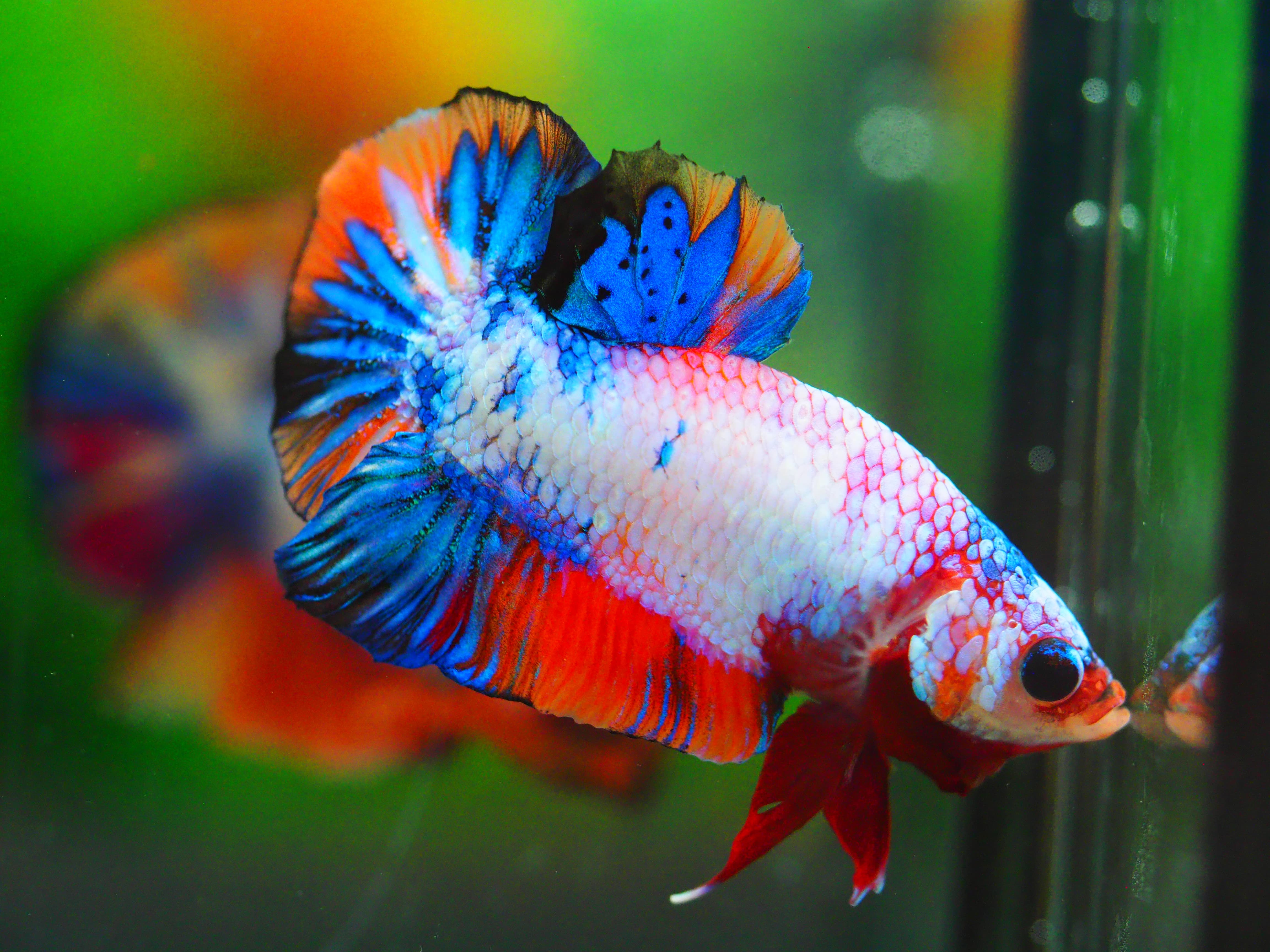 HMPK KOI FANCY MALE GRADE A +++