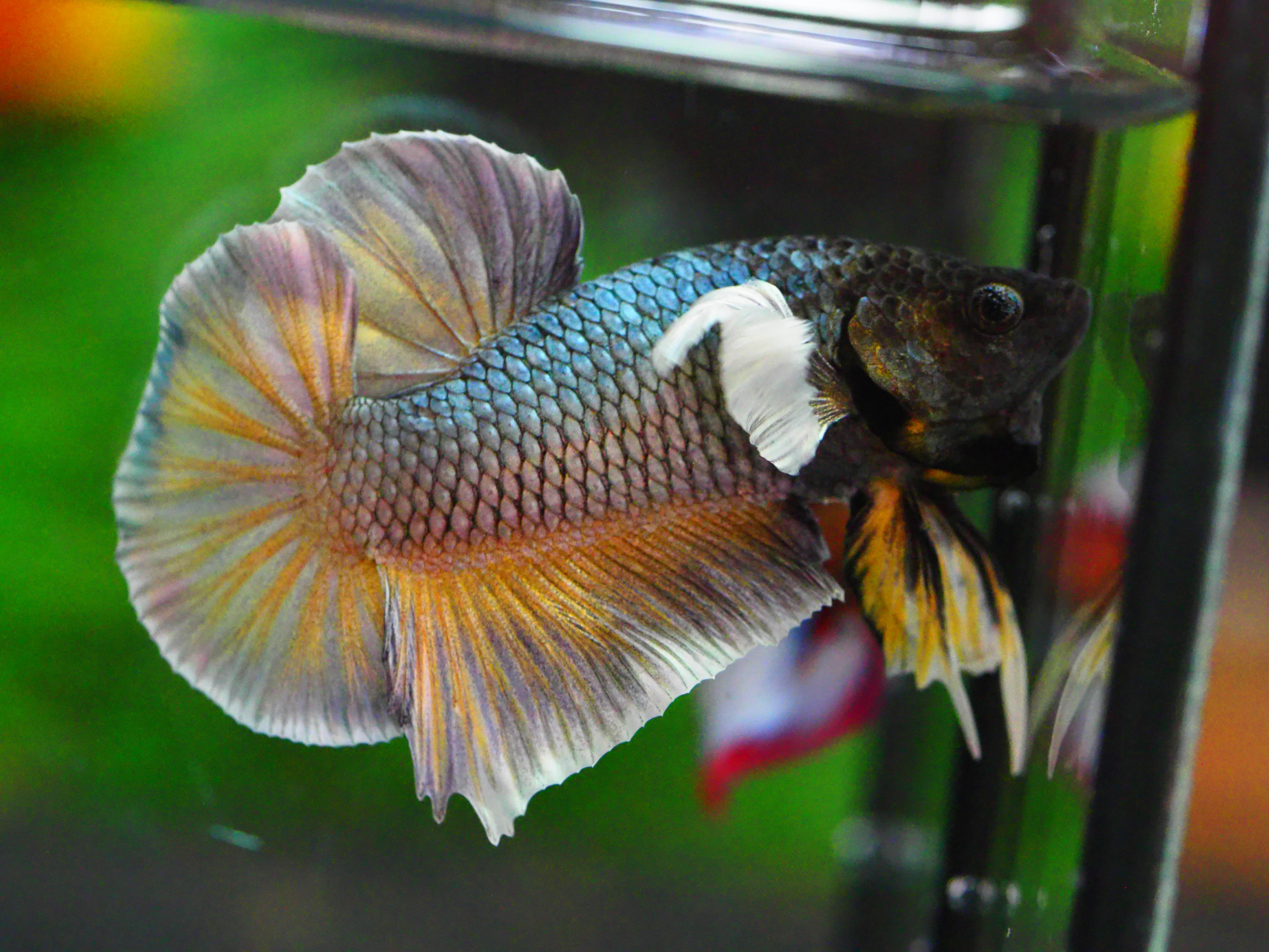 HMPK DUMBO MALE GRADE A +++