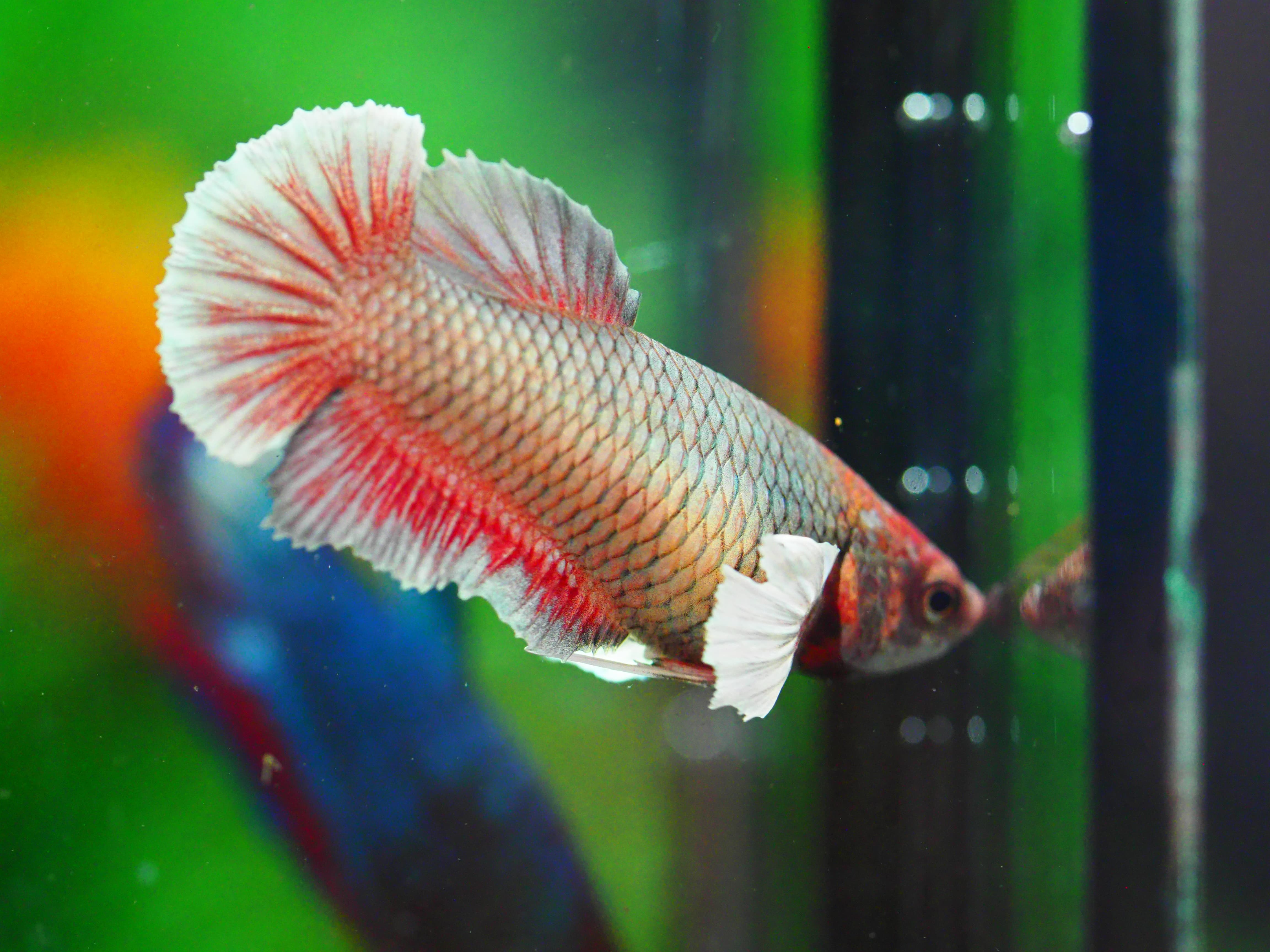 HMPK DUMBO FNMALE GRADE A +++