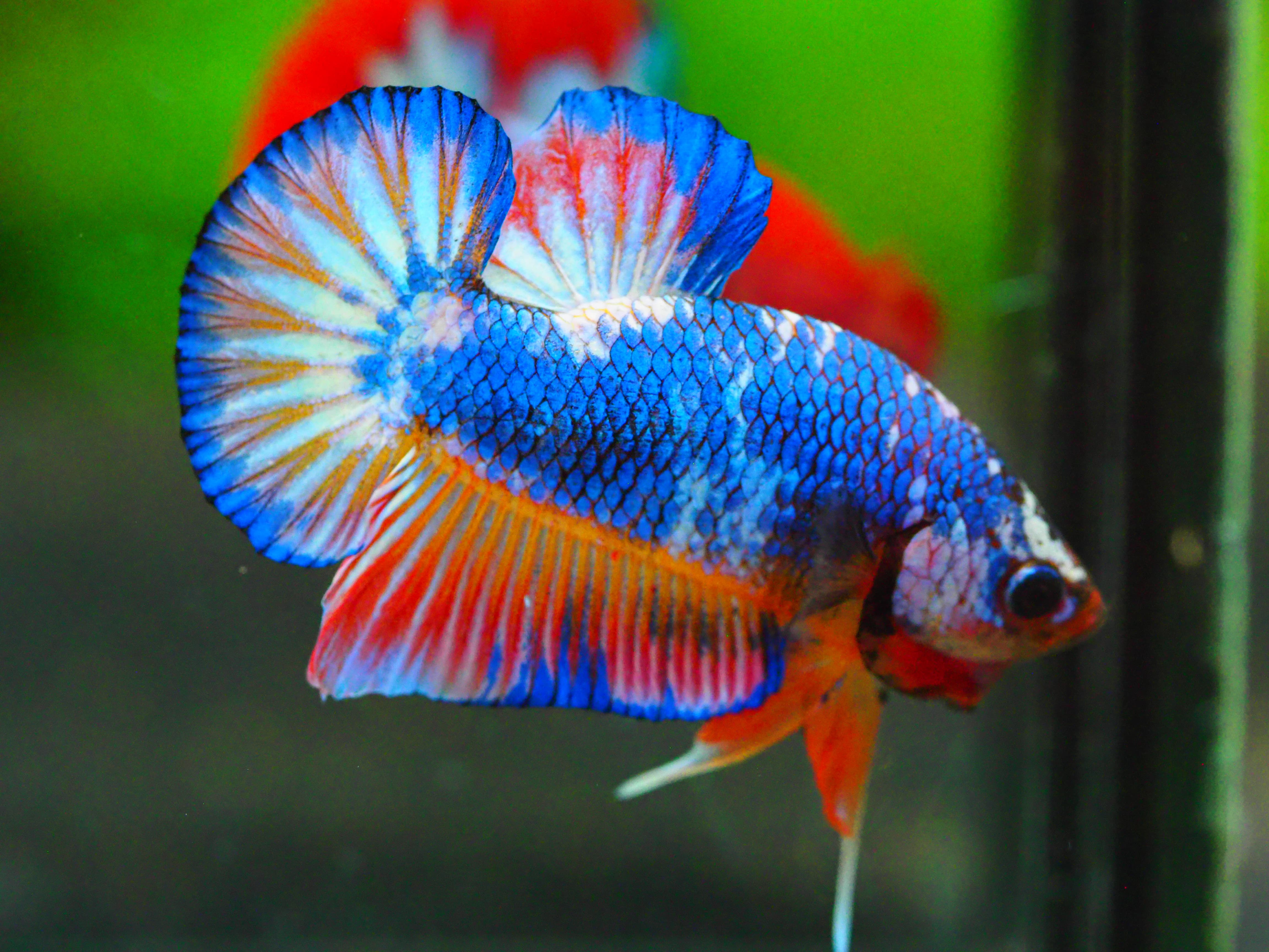 HMPK FANCY MALE GRADE A +++