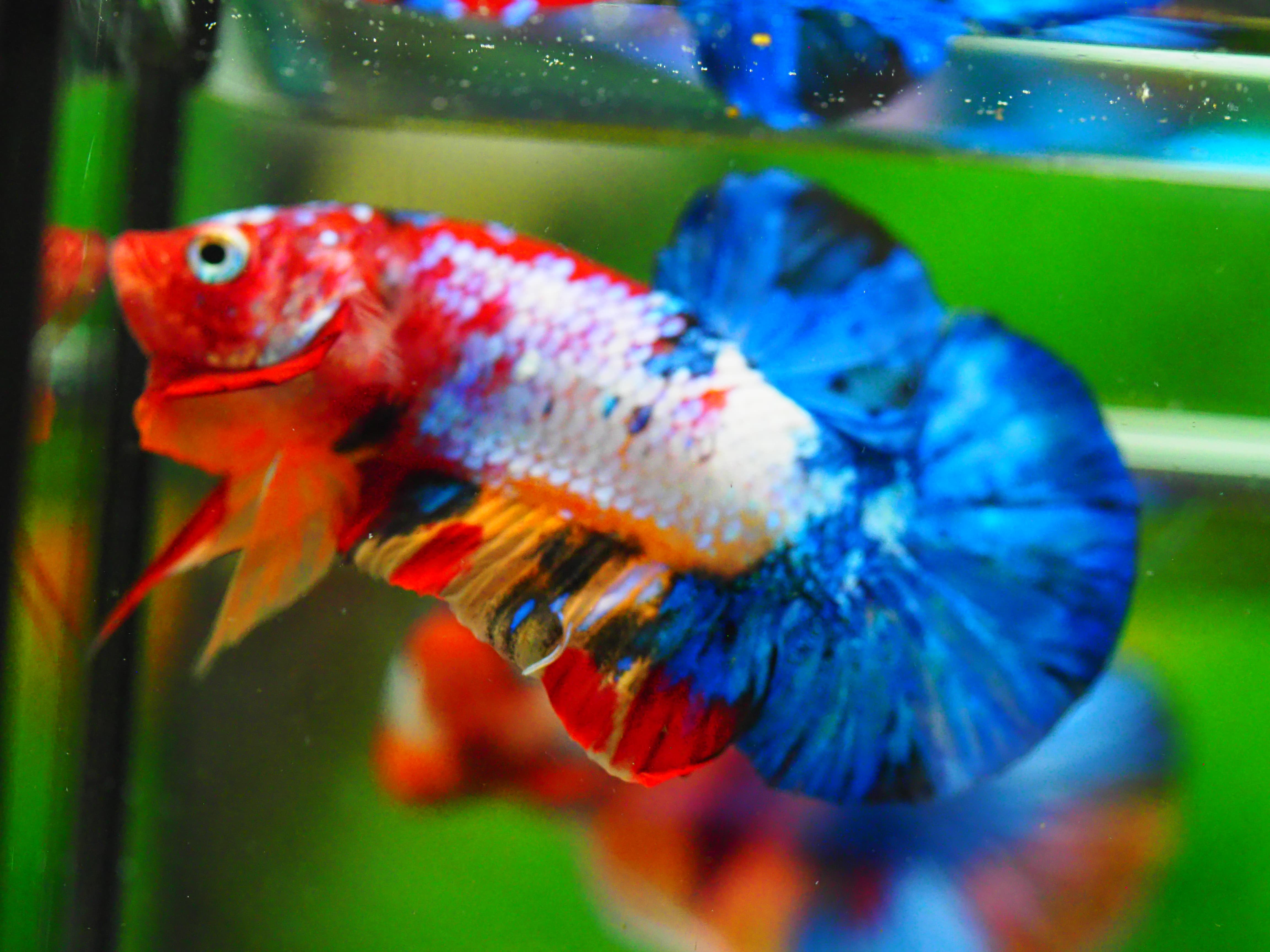 HMPK KOI GALAXY MALE GRADE A +++